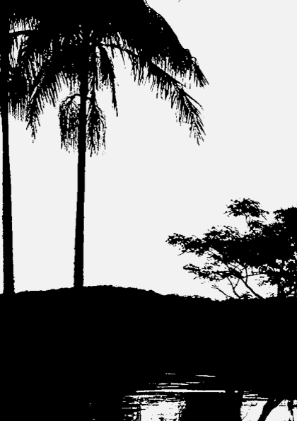 Silhouette of palm trees and other trees near a body of water.