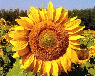 Sunflower_grey_stripe__66582.jpeg