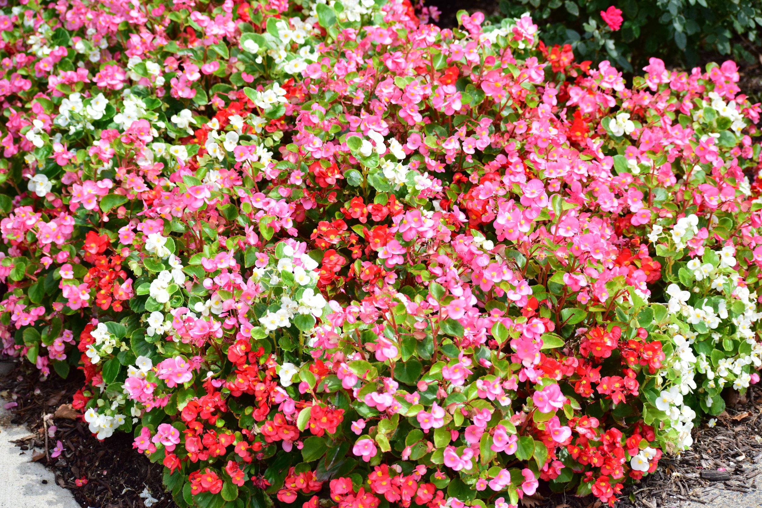 DSC_1728.JPG