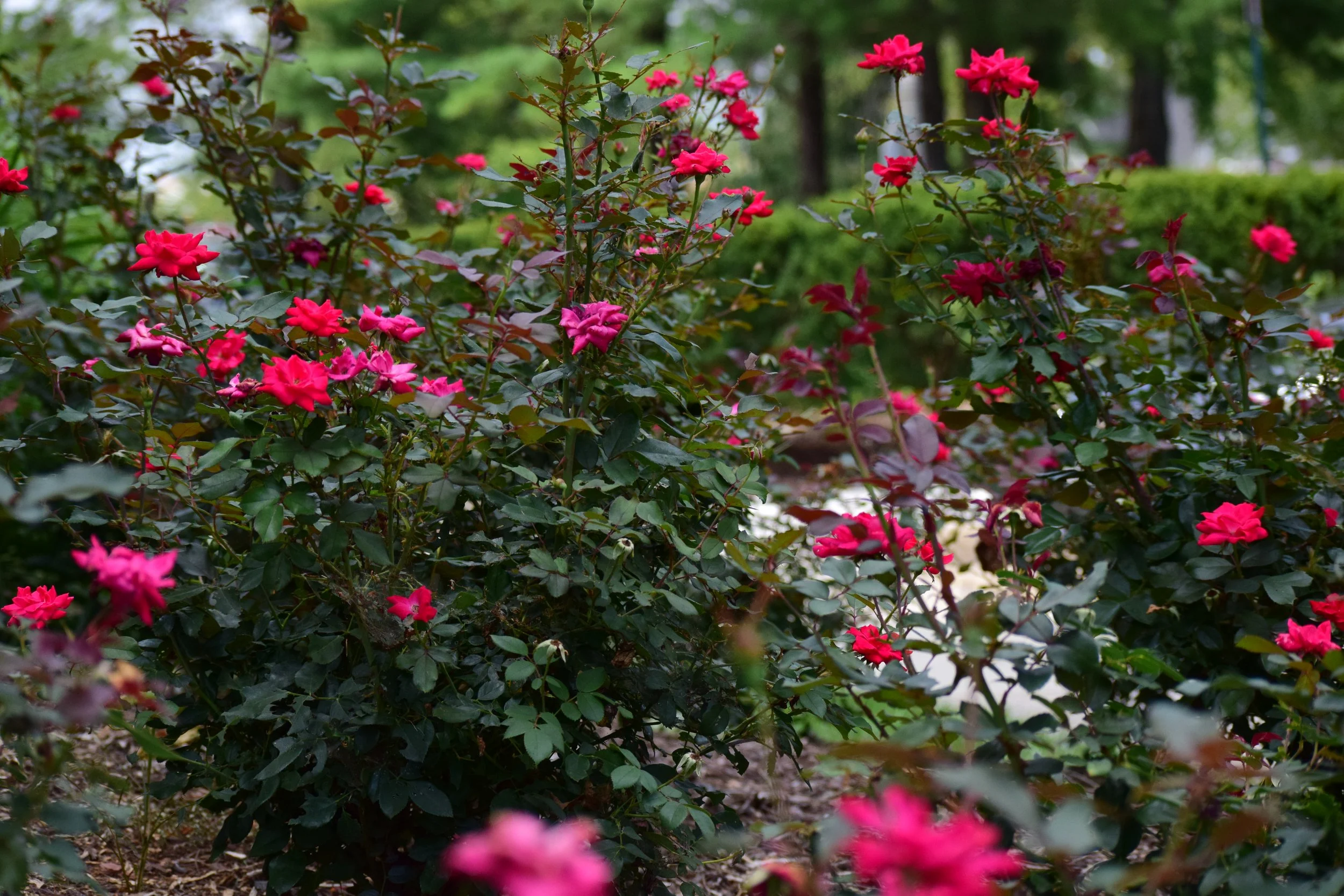 DSC_1724.JPG