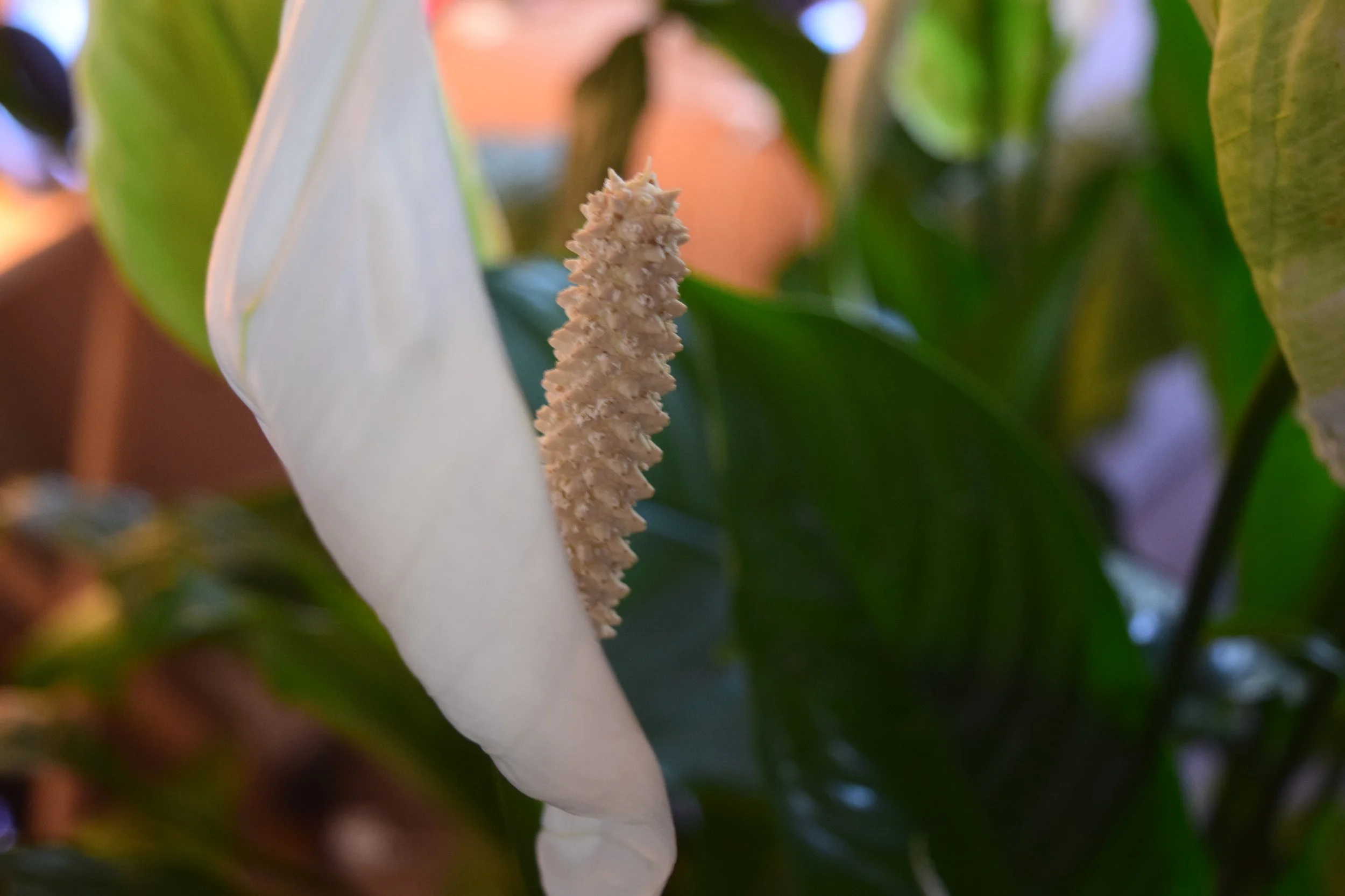 DSC_0817.JPG