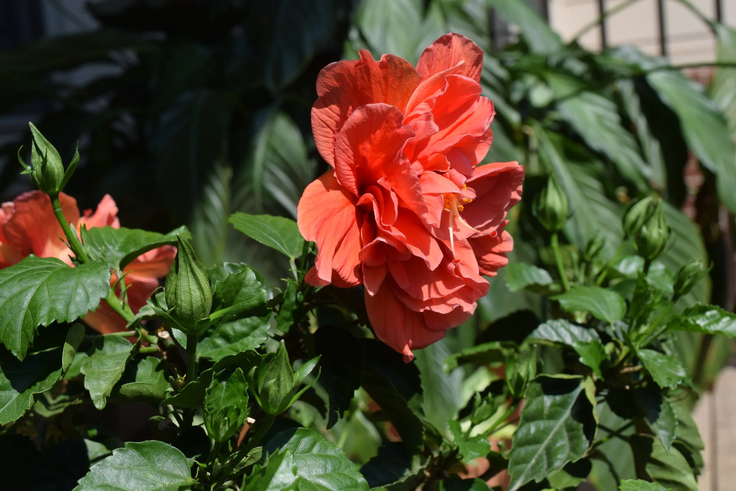DSC_1897.JPG