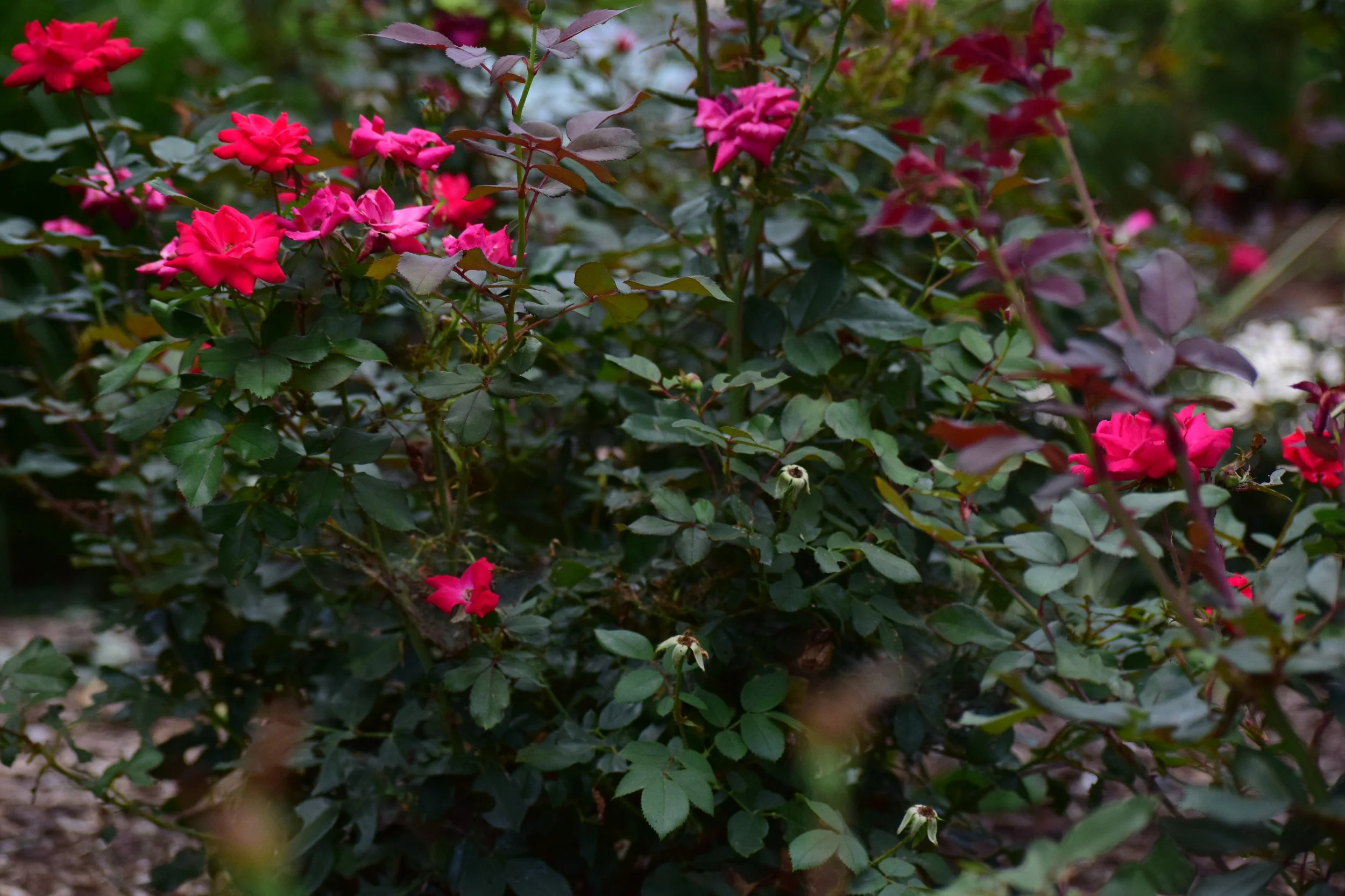 DSC_1725.JPG