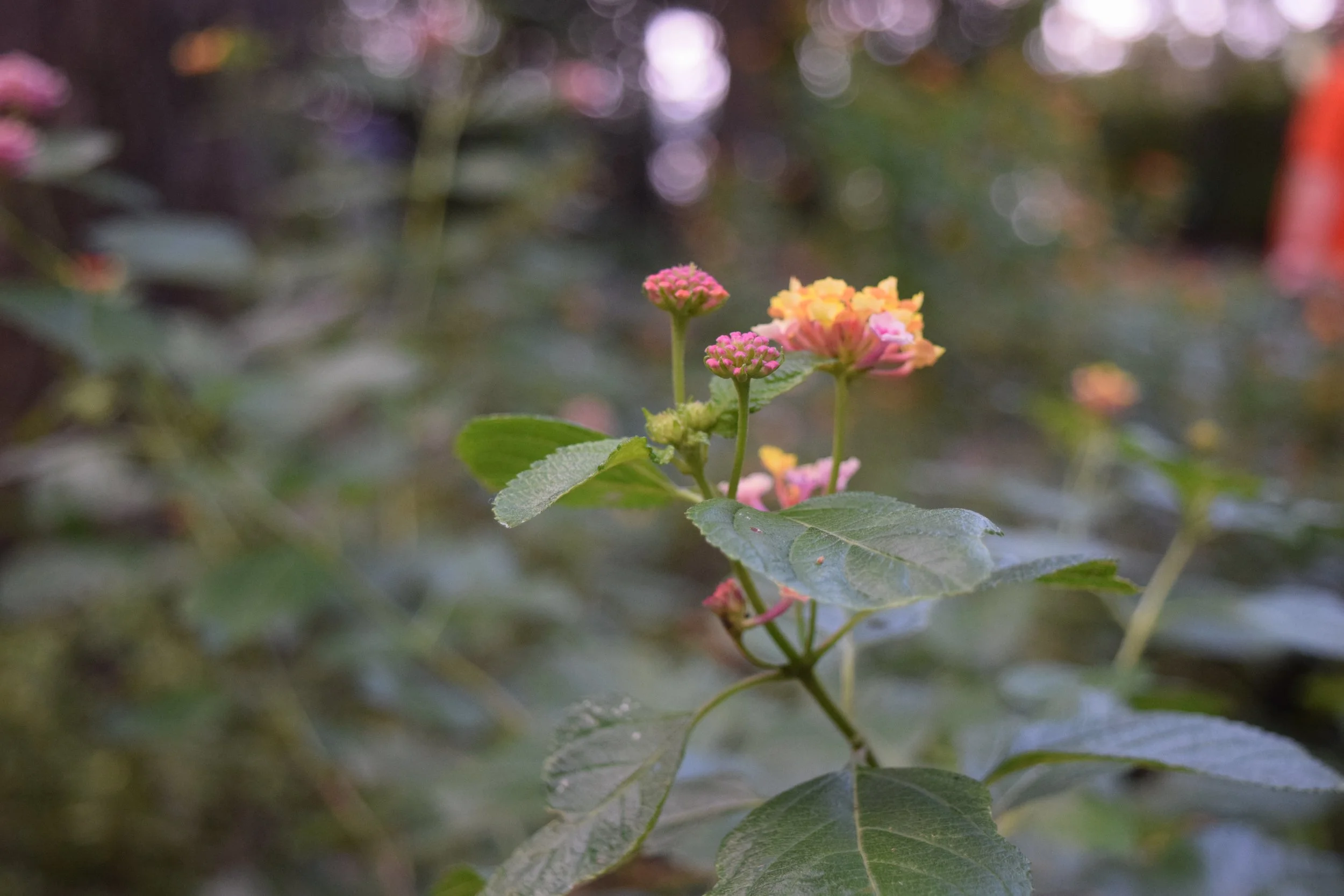 DSC_1114.JPG