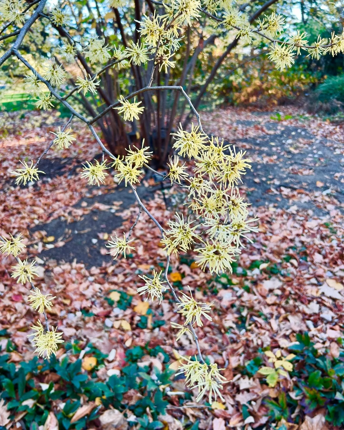 November dump:

I&rsquo;m very behind on my dump for November. I fully embraced the hibernation season and rested much more than I usually do. We finished up rotations at NYBG and now it&rsquo;s time for some time off. Happy holidays to those who cel