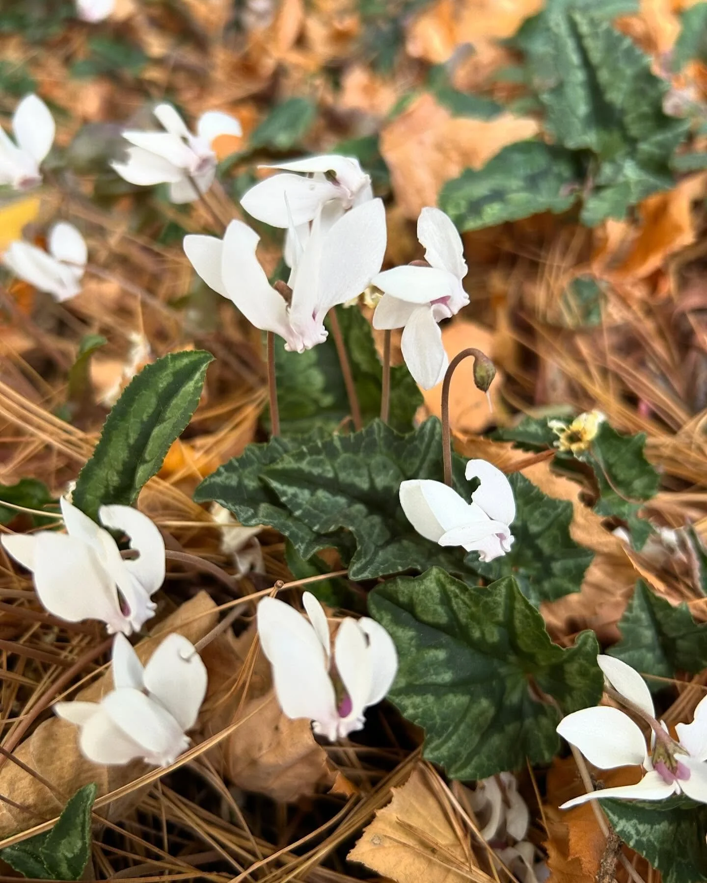 October dump:

Still on the dumping of the photos and experiences. Not gonna pressure myself anymore with the wanting to be a person who updates social media. Maybe one day I&rsquo;ll get better but that&rsquo;ll be a different season, whether it com