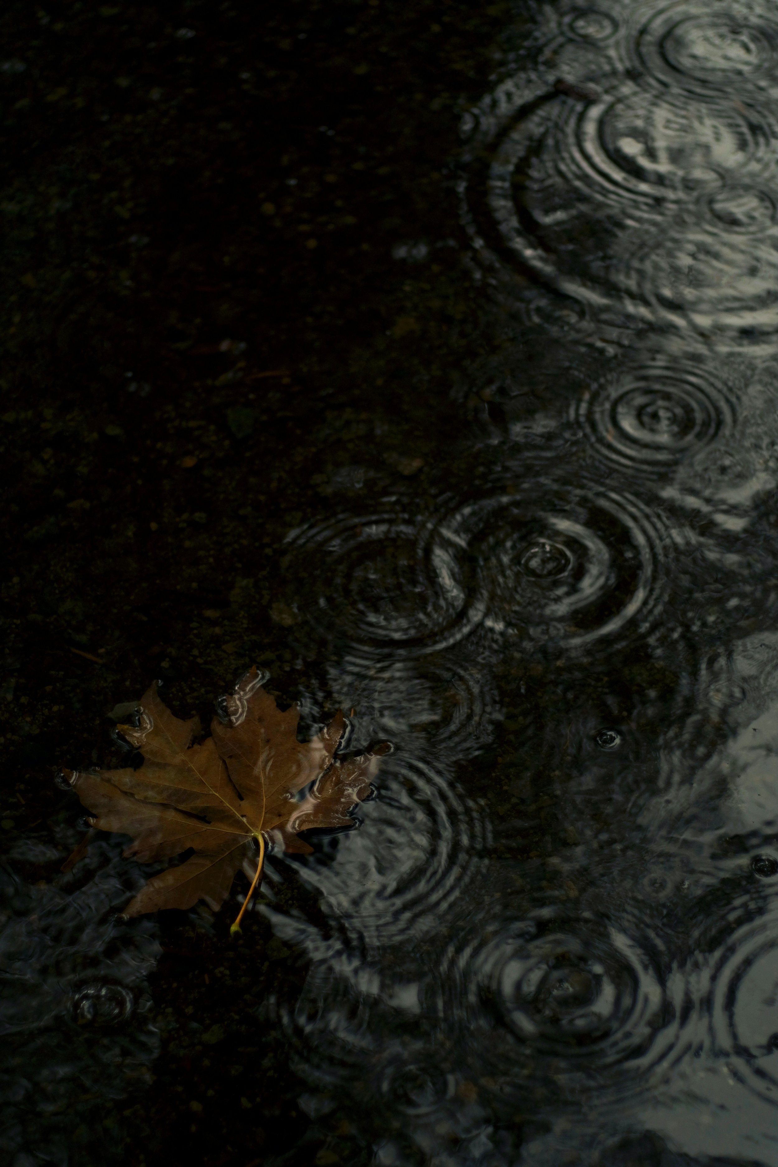A brown fallen leaf floating on a dark, rain-rippled water surface.