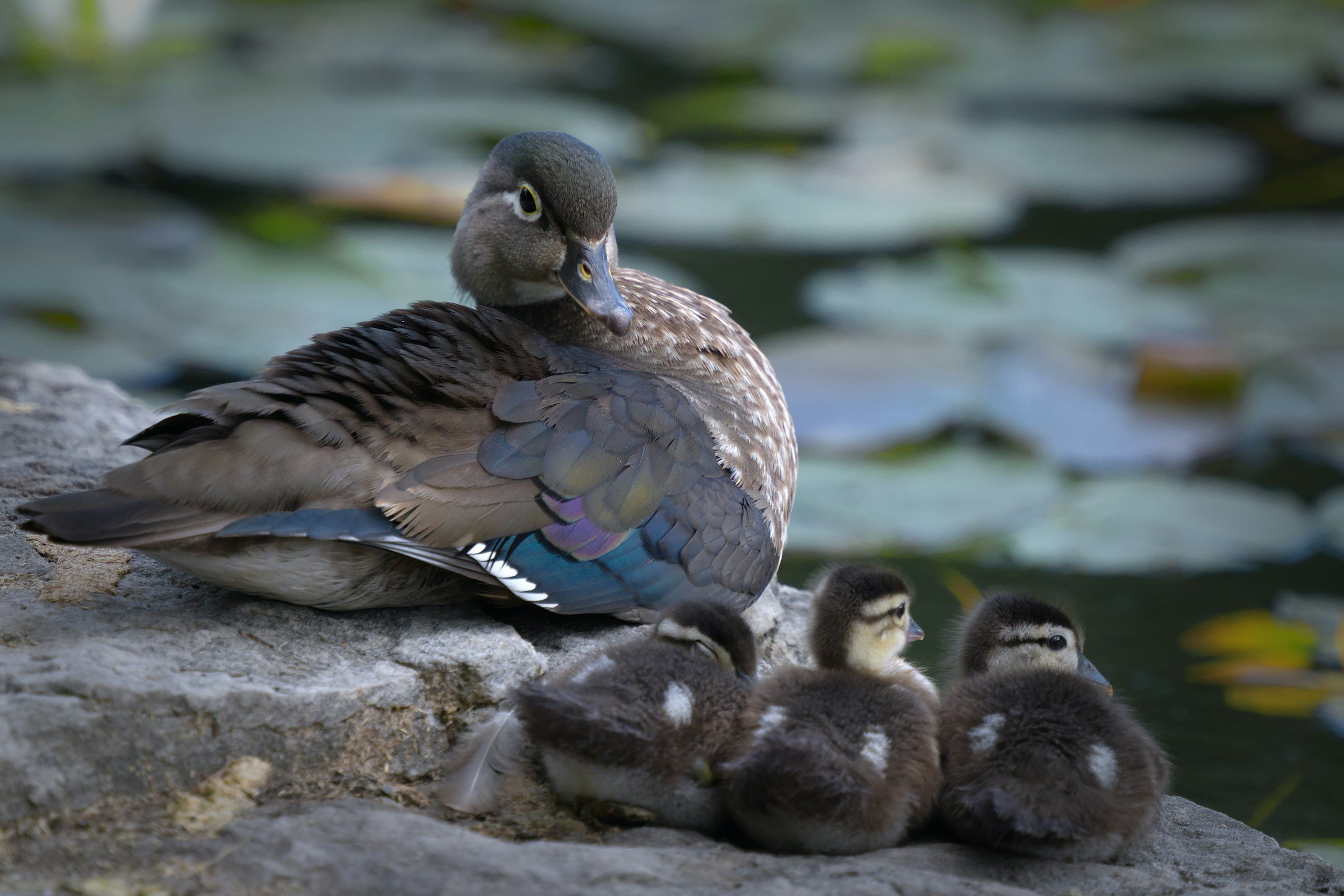 A mother duck sitting on rocks near water with four ducklings resting beside her.