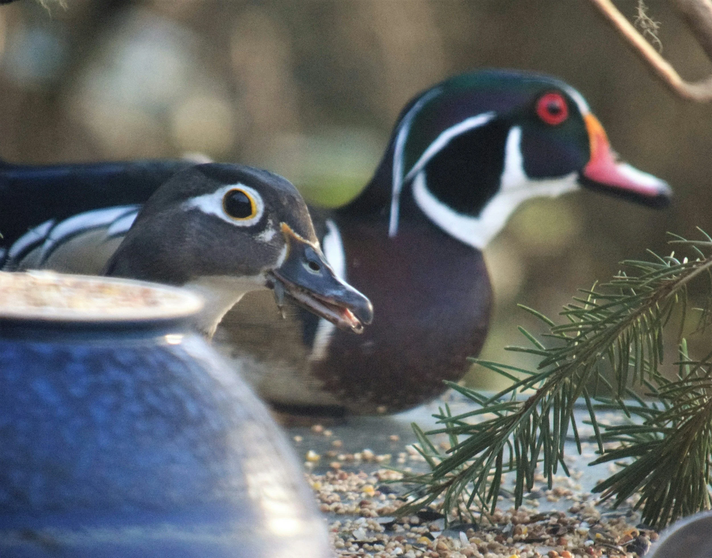 Two wood ducks, a female in the foreground with a bud in her beak and a male with a colorful face, are perched on a log surrounded by pine branches and gravel.