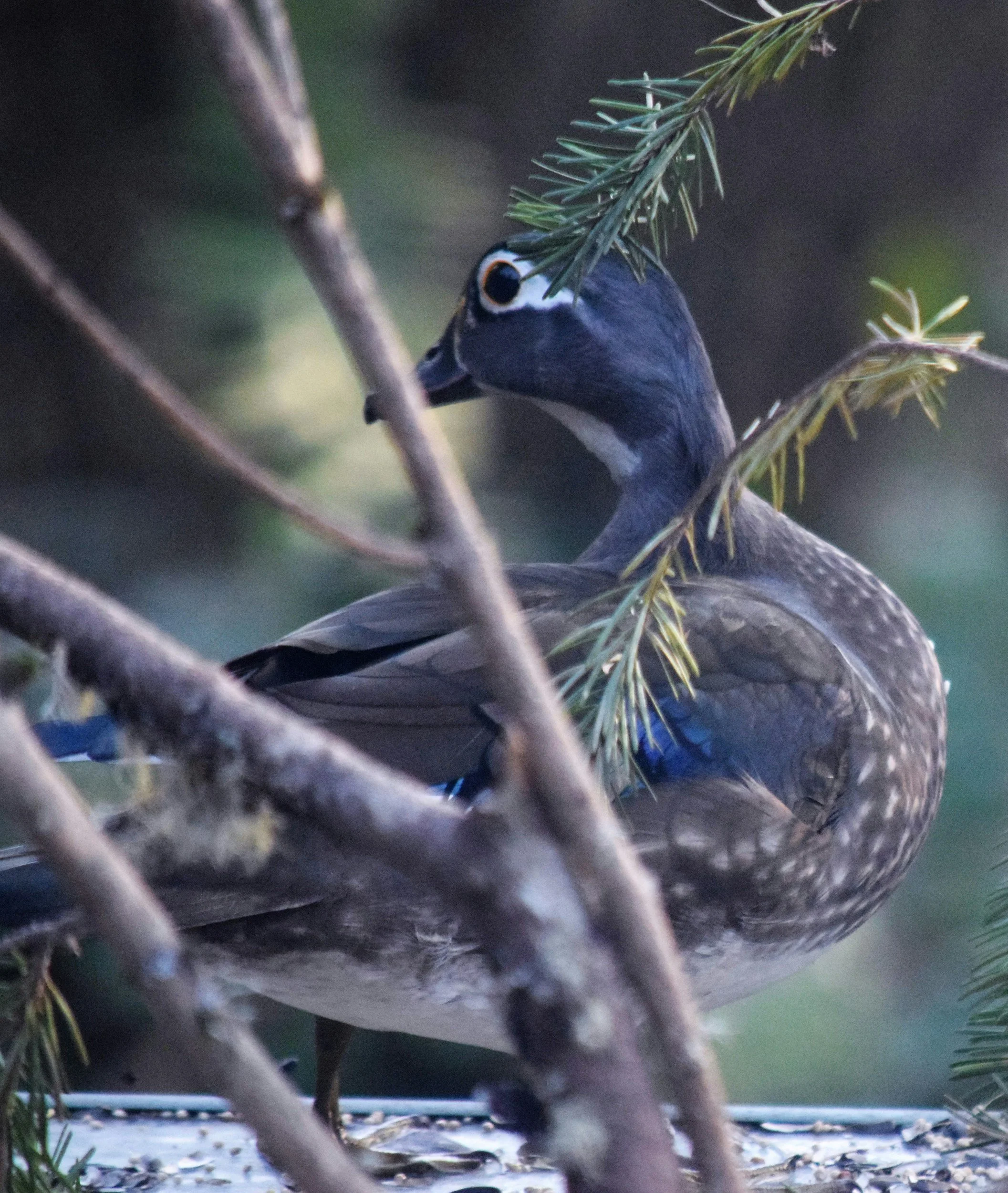 A close-up of a wood duck perched among tree branches and pine needles in a natural setting.