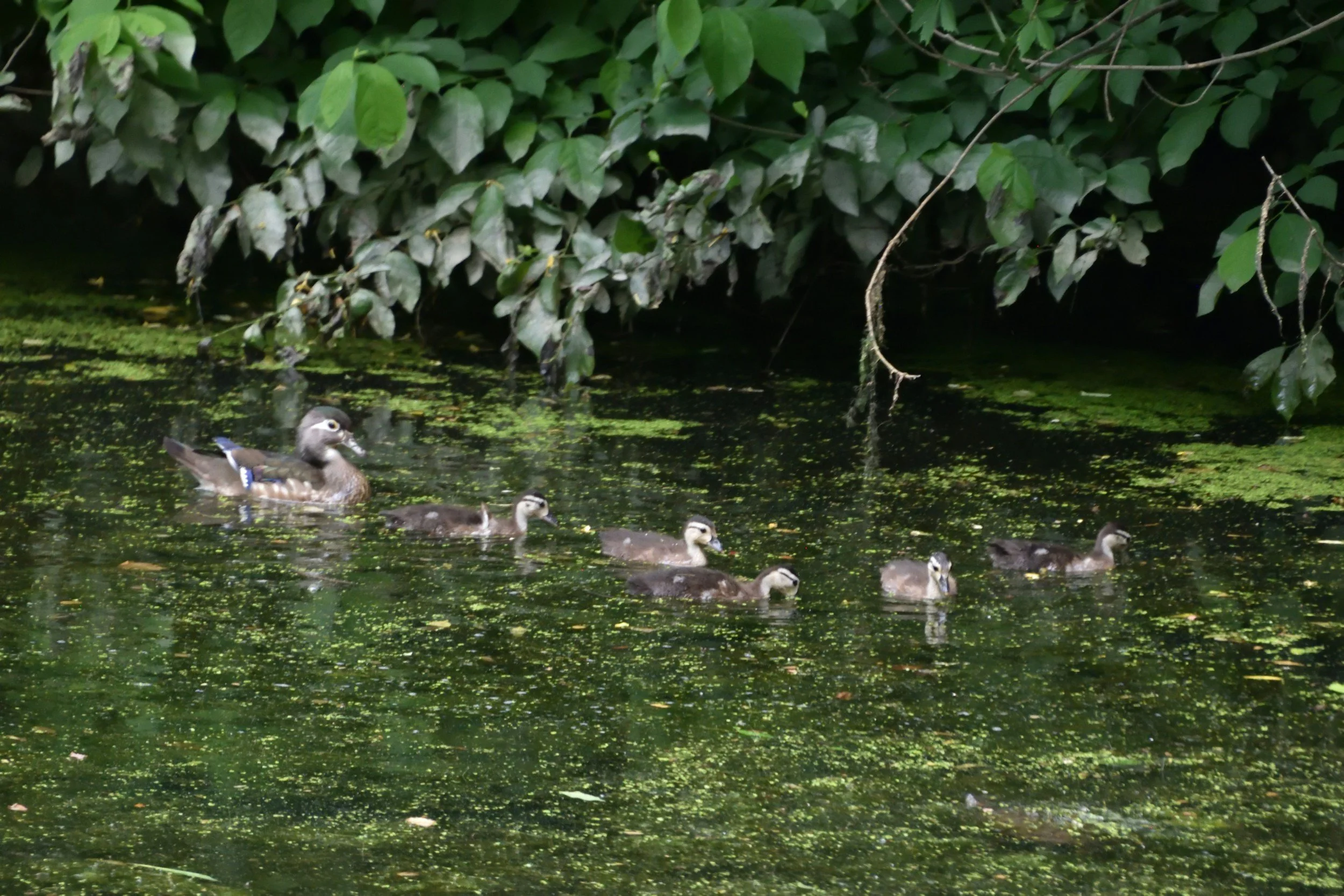 A mama duck and her six ducklings swimming on a green, algae-covered pond with overhanging leaves in the background.