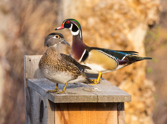 A pair of ducks, a female and a male wood duck, standing on a wooden platform outdoors.