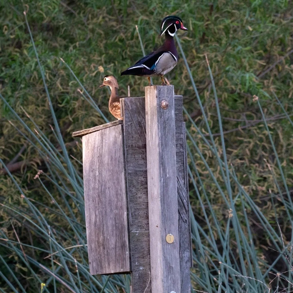 A male and female wood duck sitting on top of a duck box