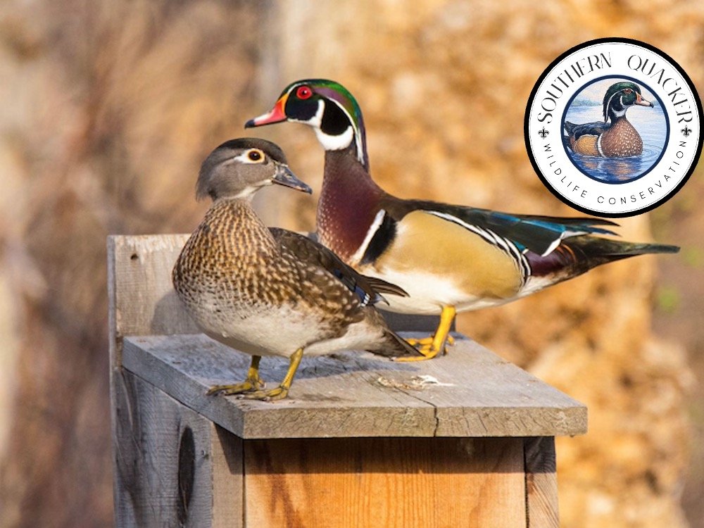 Two ducks, a female and a male, perched on a wooden platform outdoors with a blurred natural background, and a circular logo with a duck illustration in the top right corner.