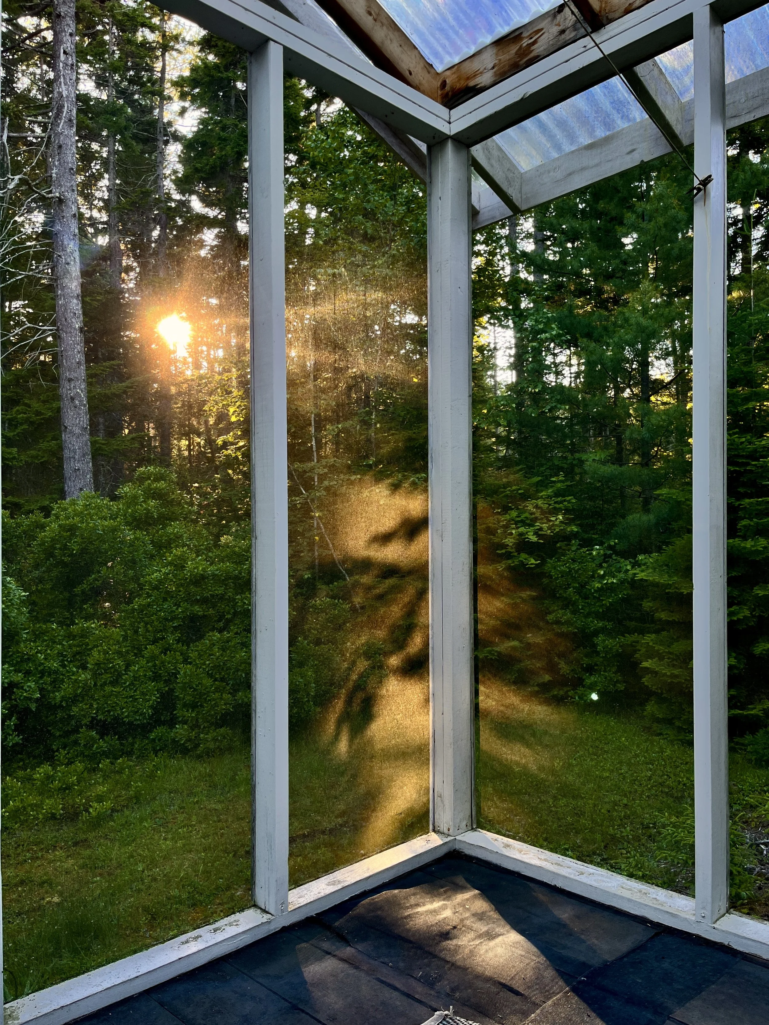 Golden sunlight shining through trees and casting shadows inside a small screened porch with a transparent roof.