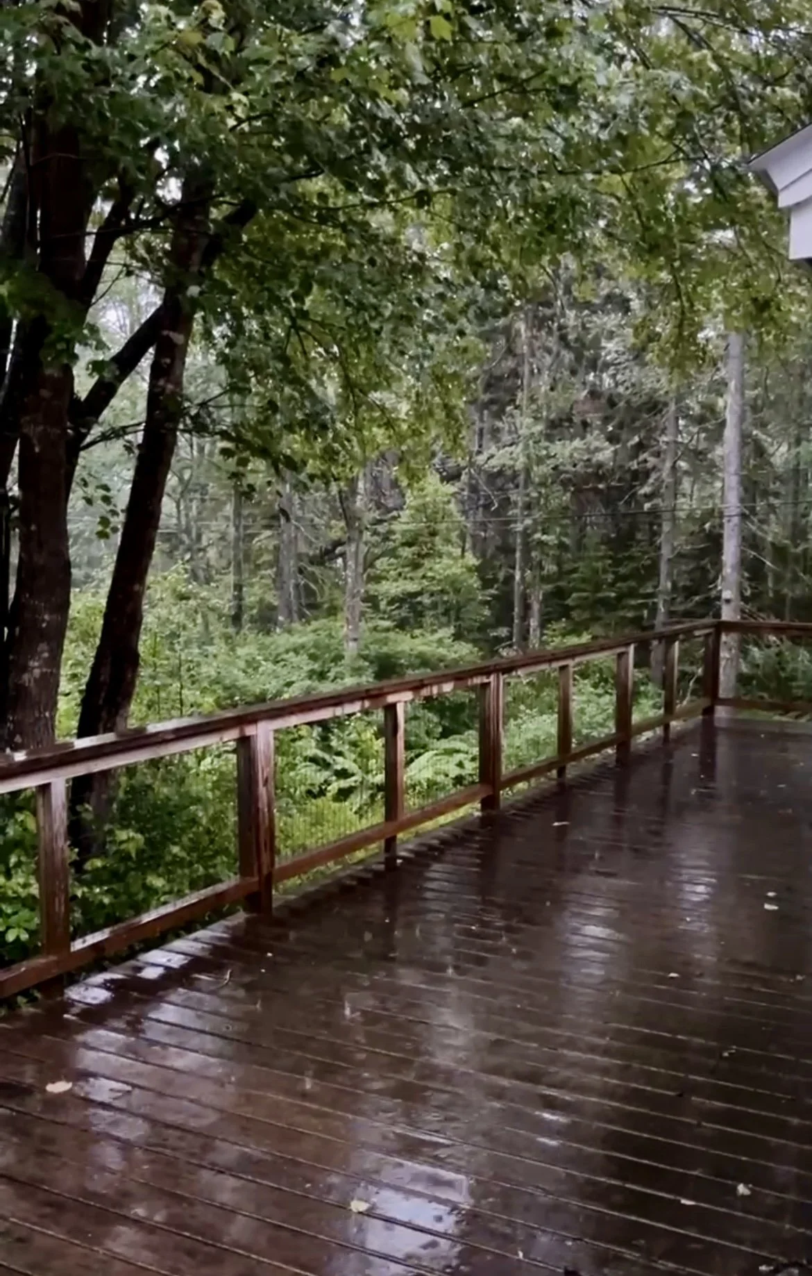 Rain-soaked wooden deck overlooking a lush green forest with rain droplets on the surface.