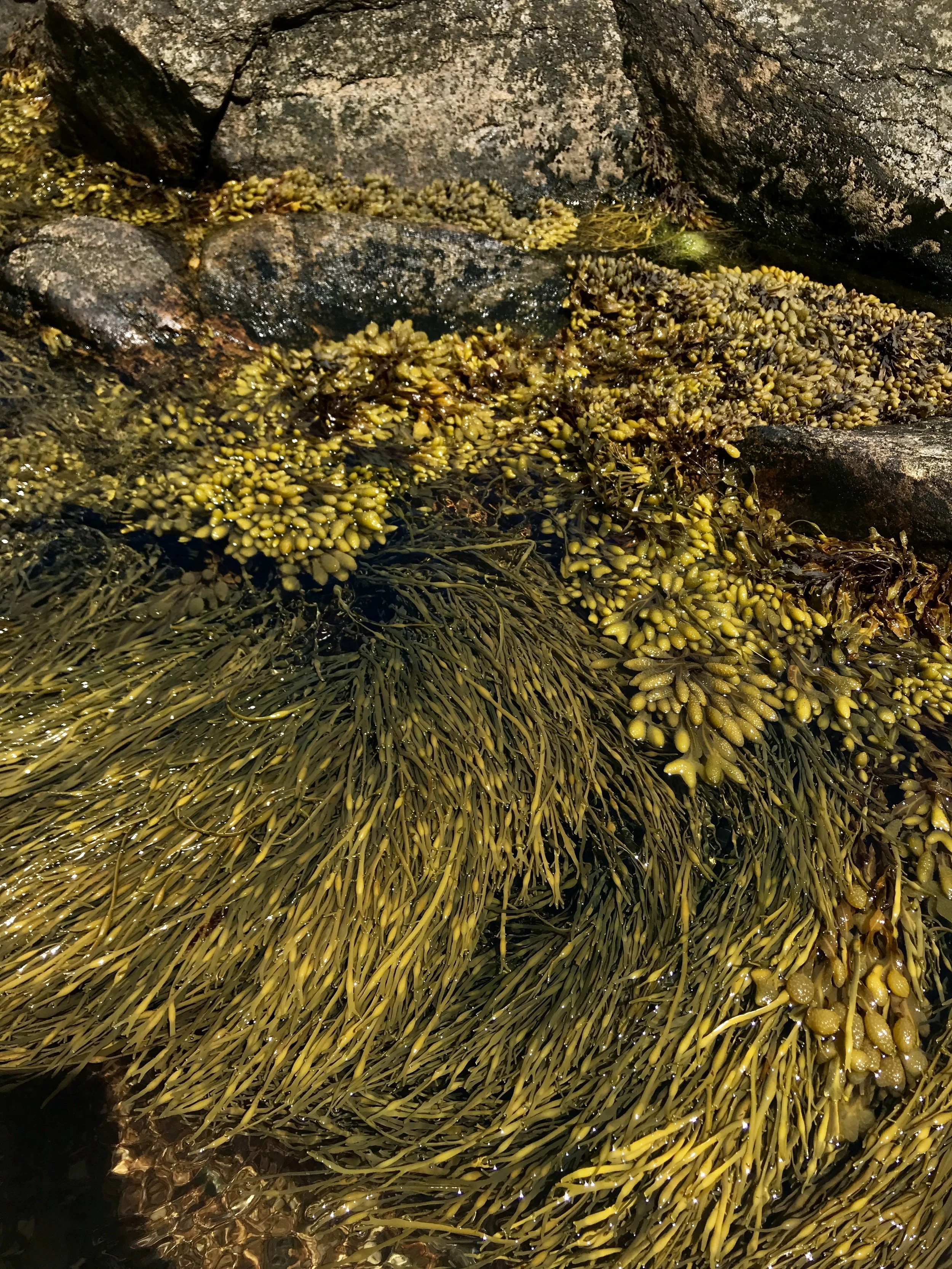 Seaweed on rocks by the shoreline
