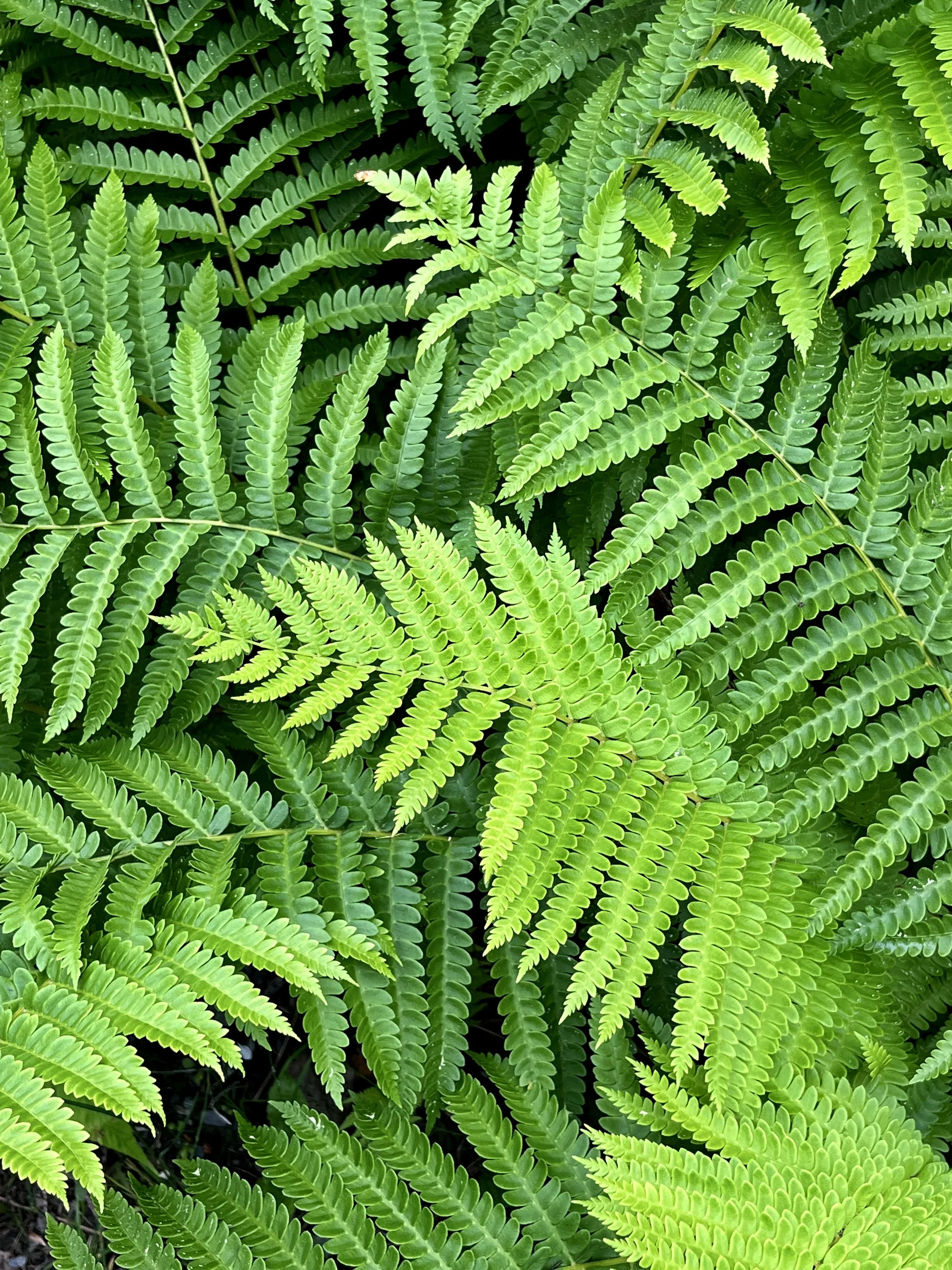 Close-up of lush green fern leaves overlapping each other.