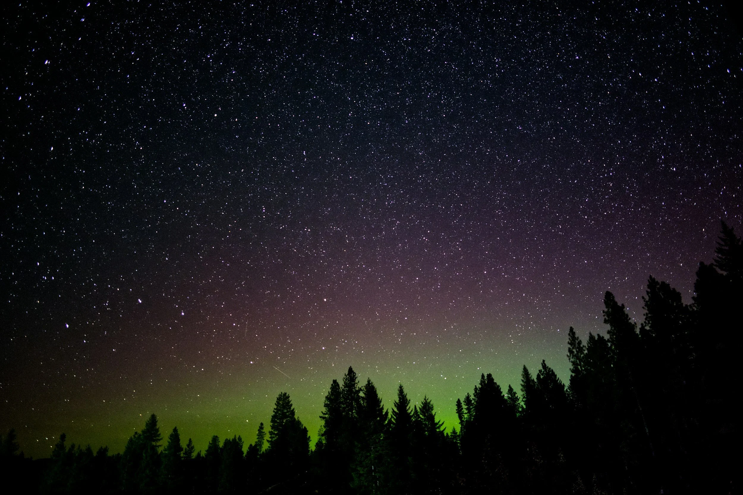 Night sky filled with stars and green aurora above a silhouette of a forest.