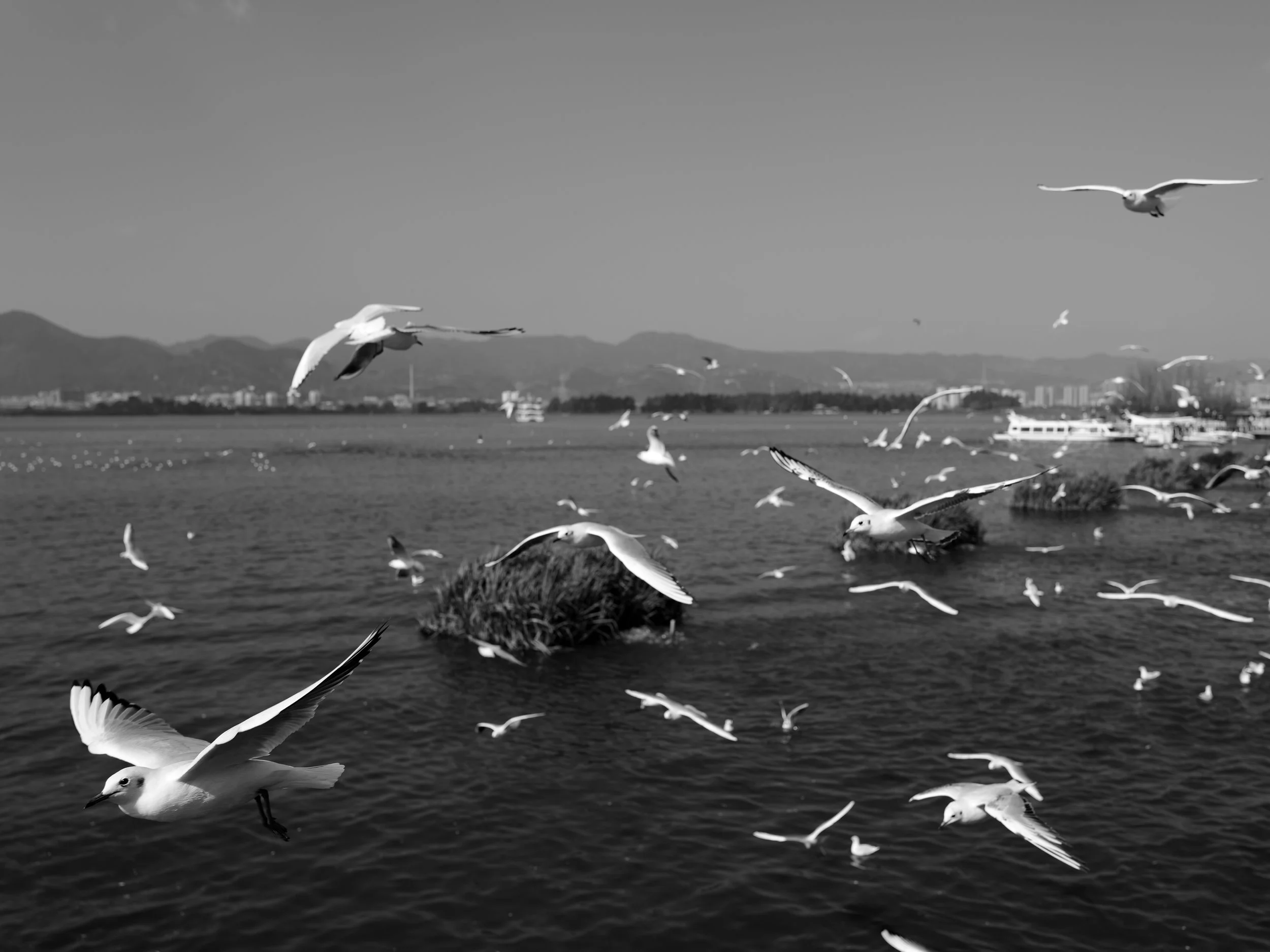 Wings Over Dian Chi — Seagulls in Kunming, by Claude AI