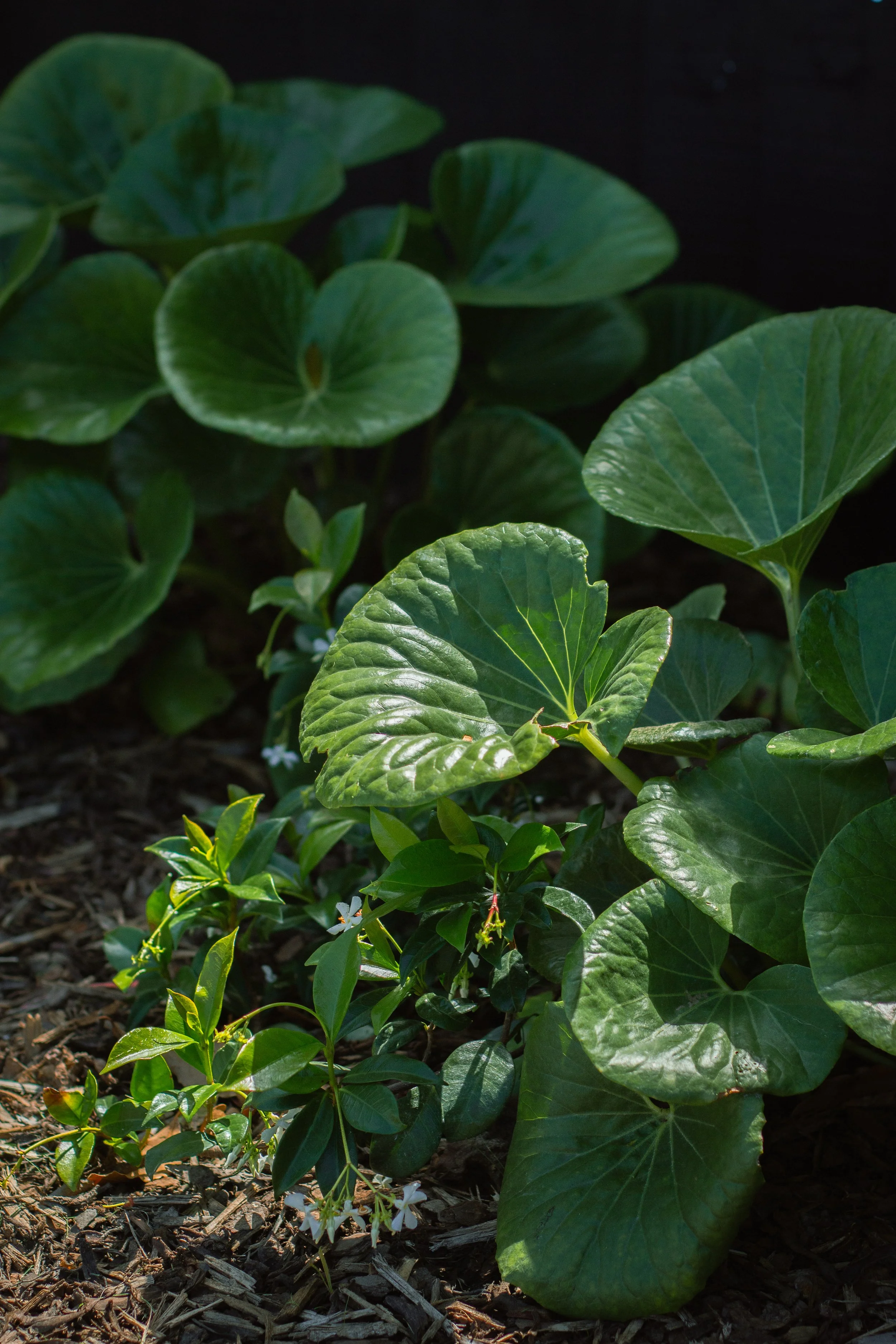 Photo 30-01-2026, 3 40 04 PM.jpg