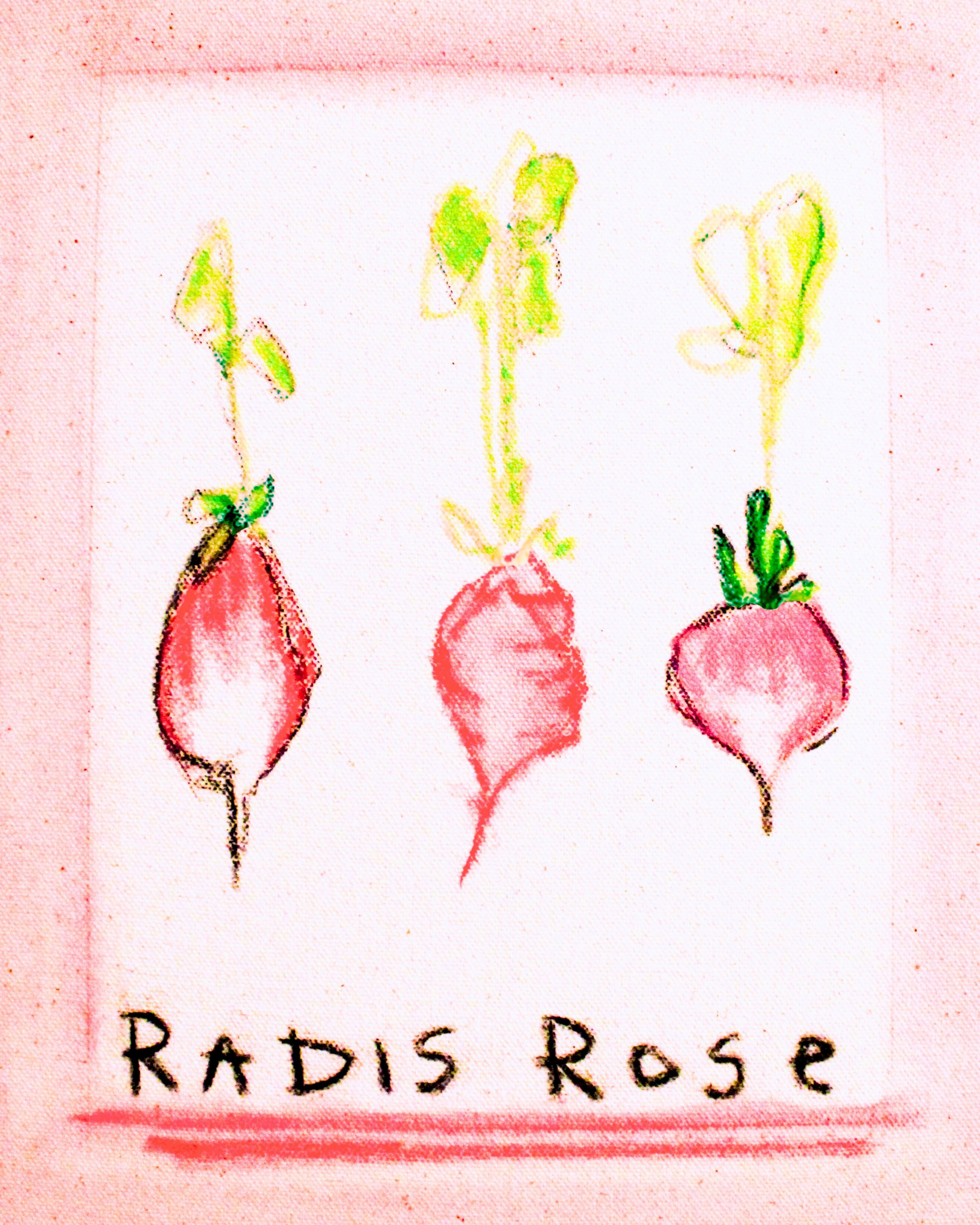Radis Rose