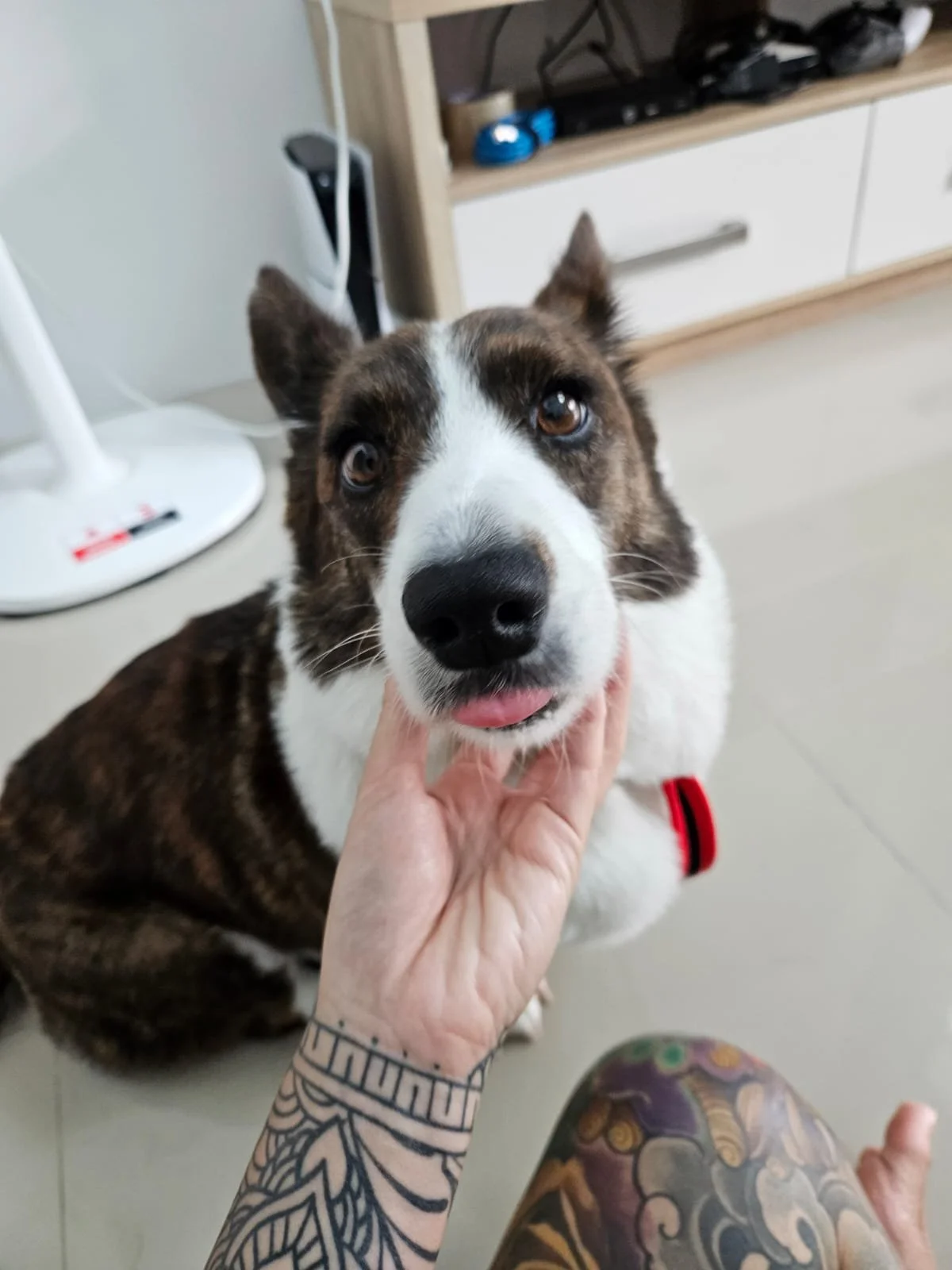 Vara Ventures Pet Vacation: Pet-Boarding Service (Per Day)