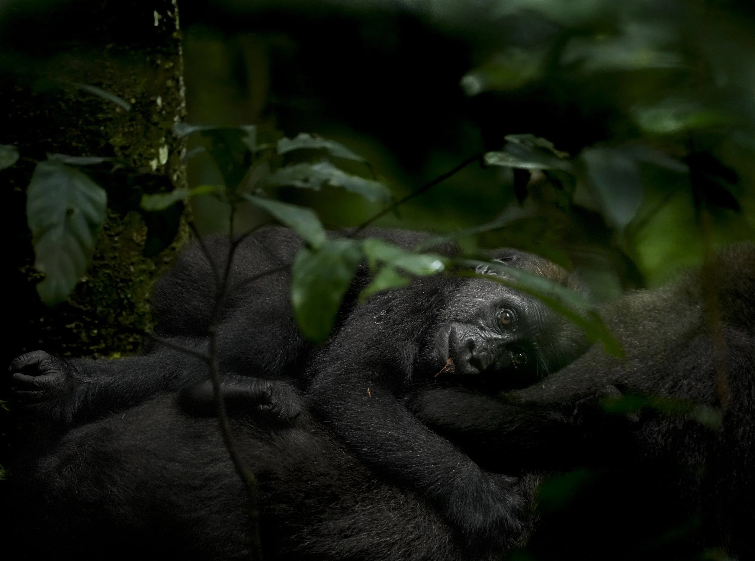 APES & MONKEYS