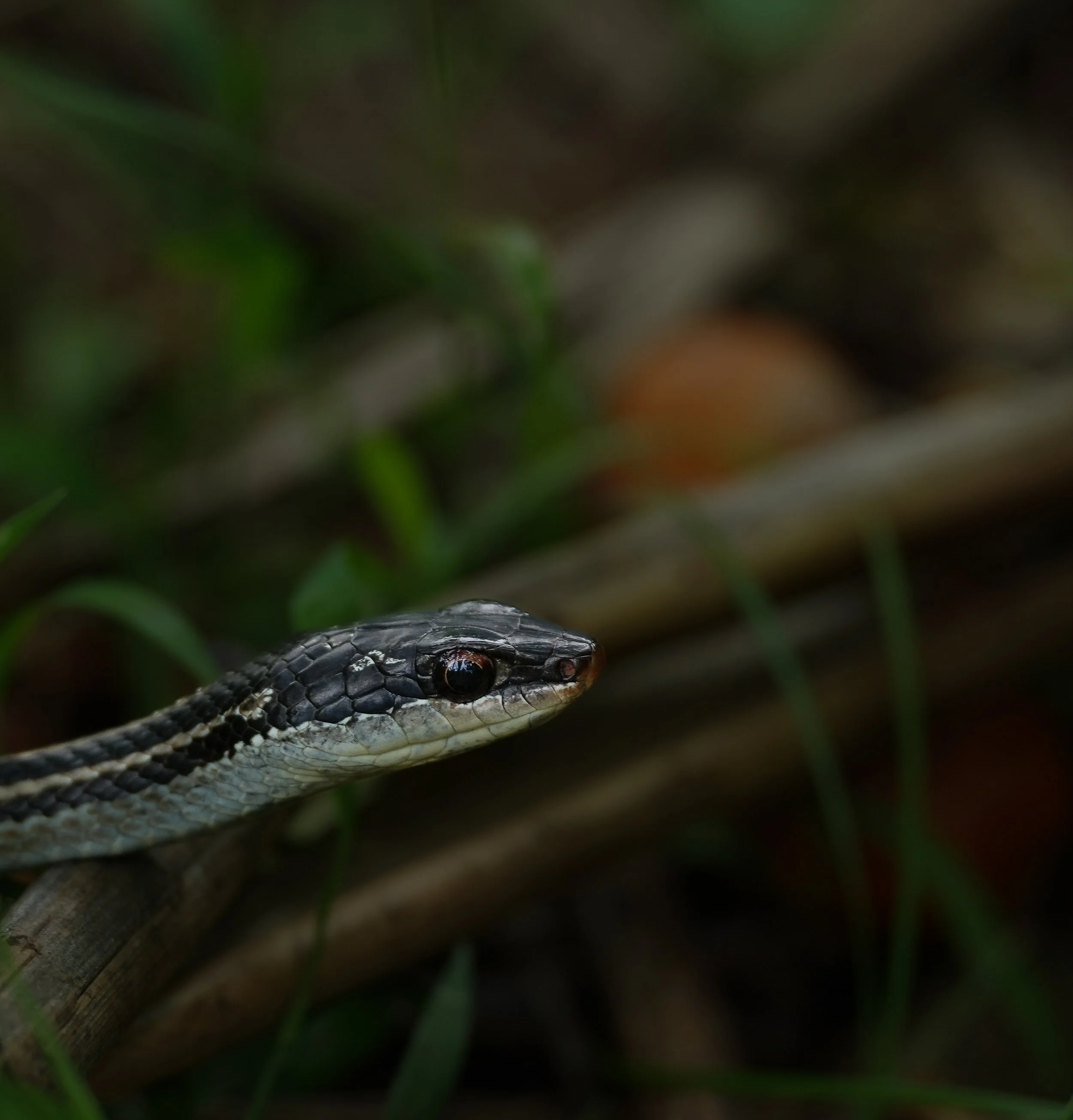 DSC09687.jpg
