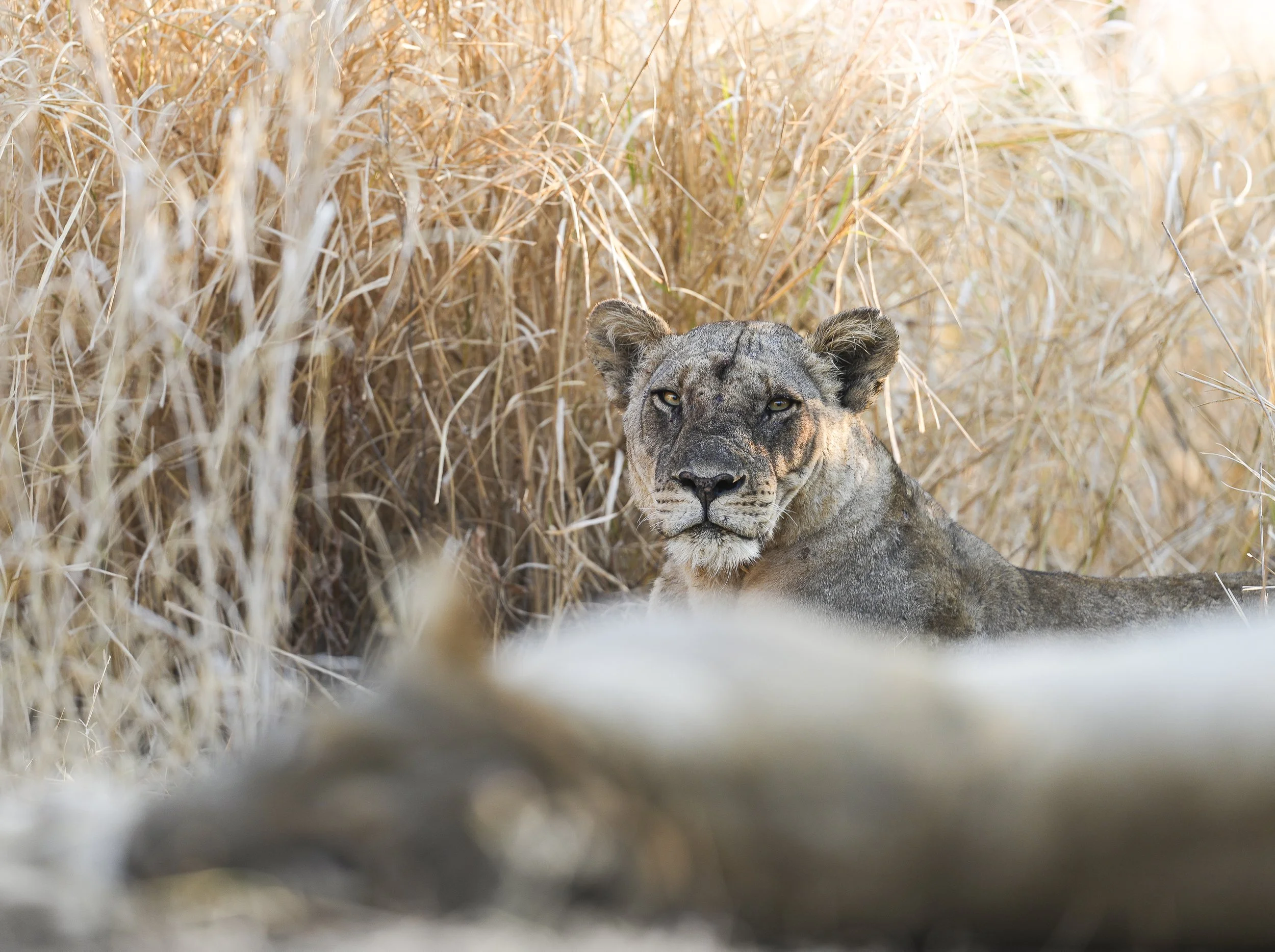 BIG CATS