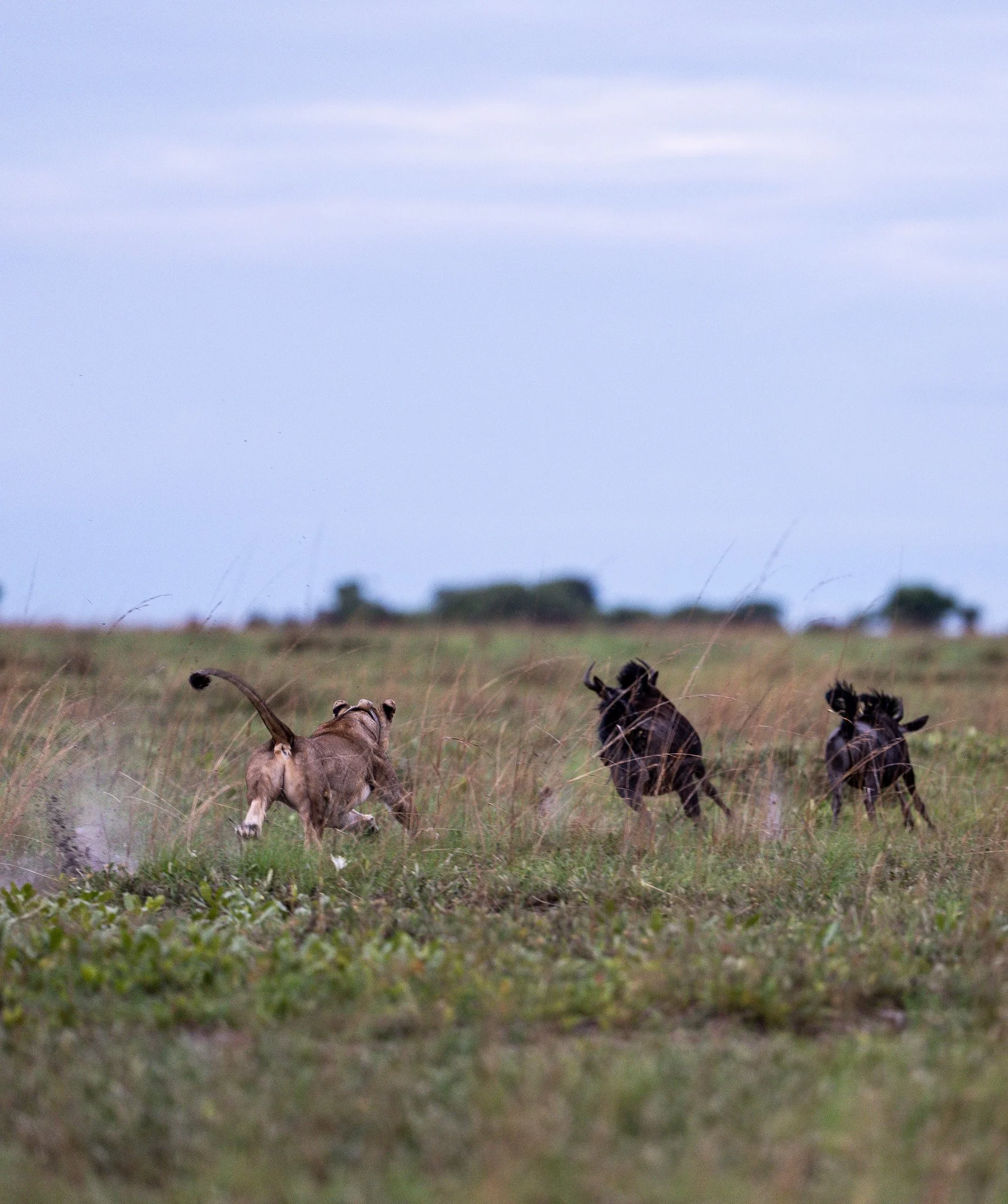 Three wildebeests running across a grassy plain in Luiwa with a cloudy sky in the background.