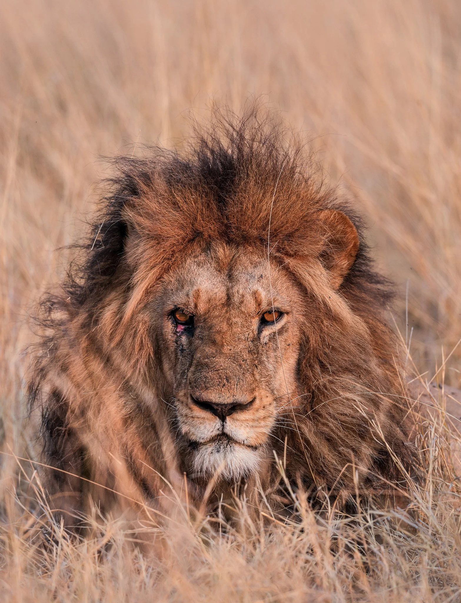 A close-up of a lion's face with golden eyes, surrounded by dry grass in a savanna setting in the Okavango Delta, Botswana.