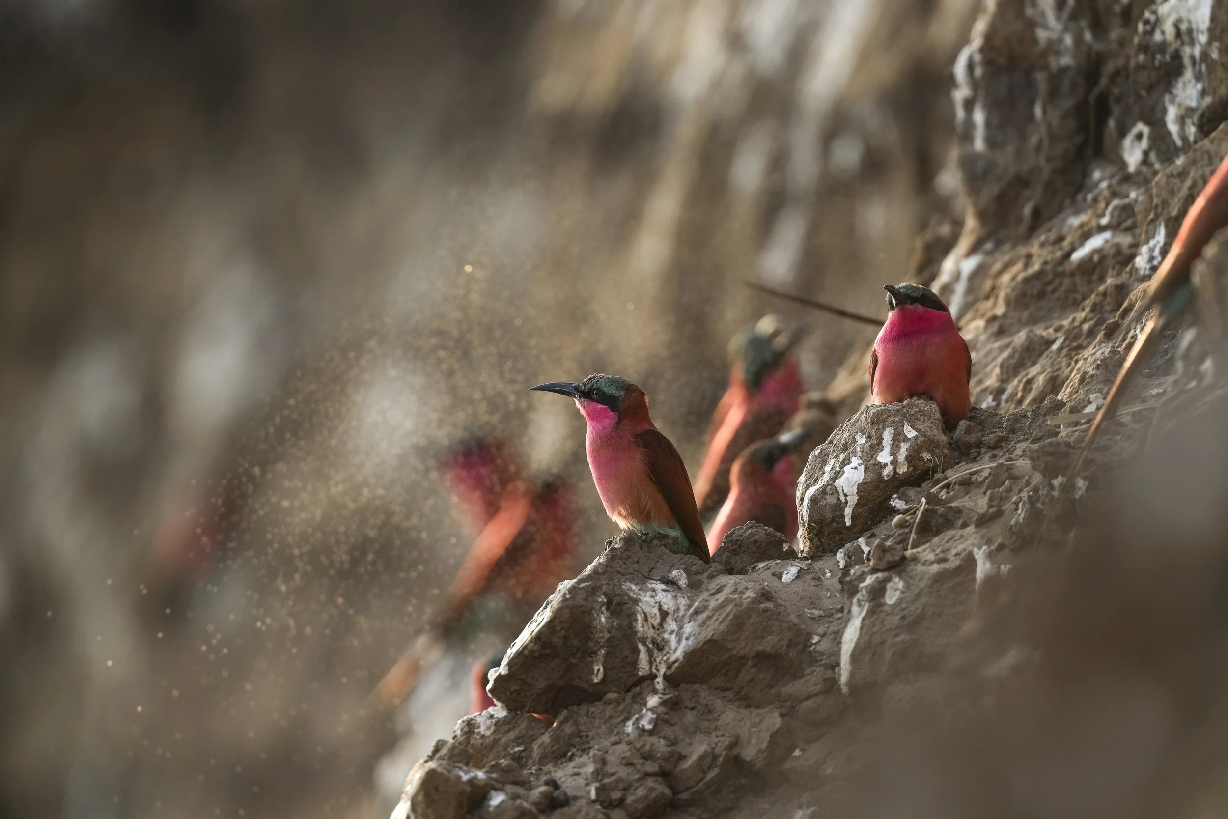 BIRDS
