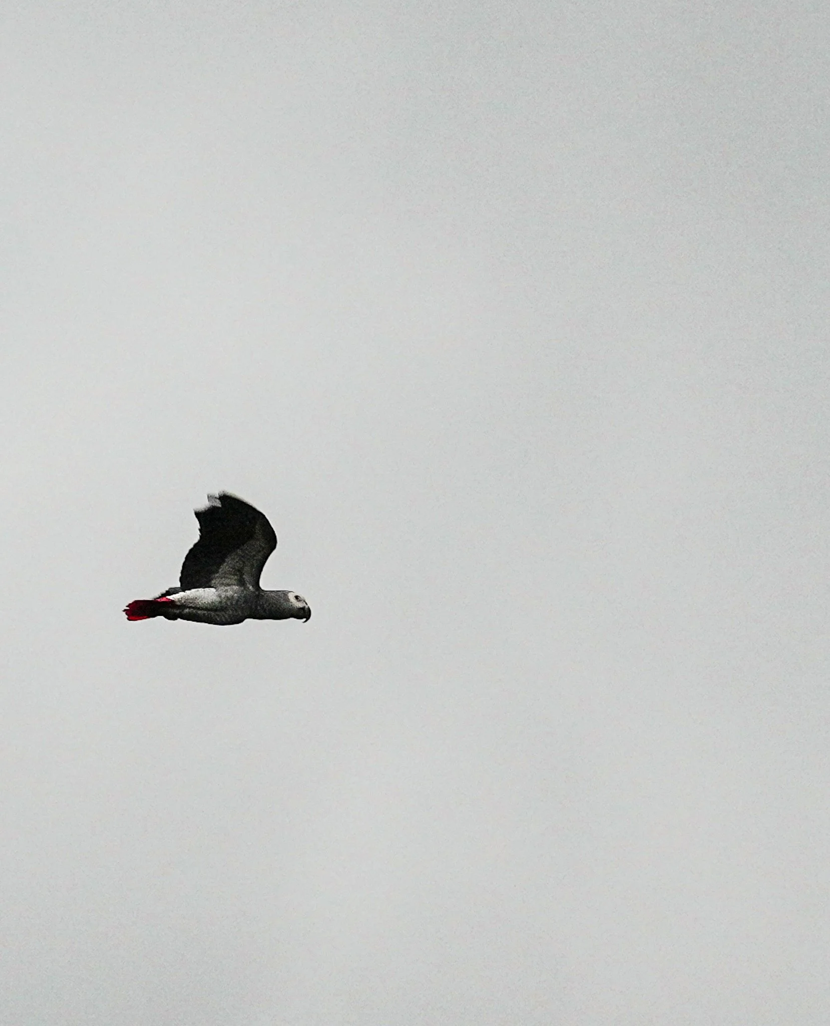 DSC01768.jpg