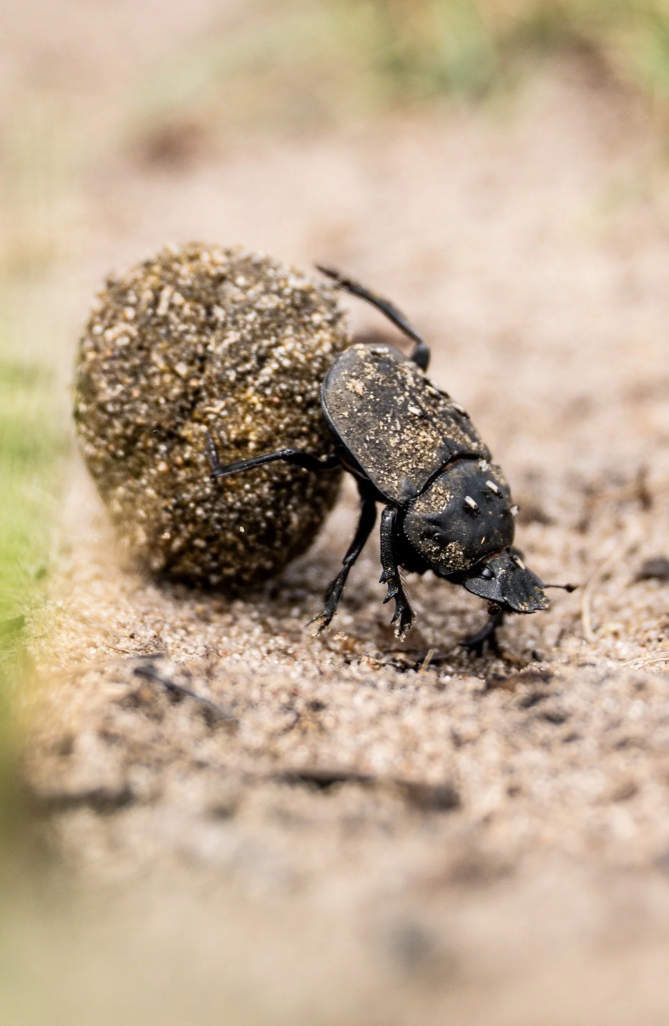A close-up of a dung beetle with sand on its body carrying a large ball of sand in Luiwa Plains National Park, Zambia.