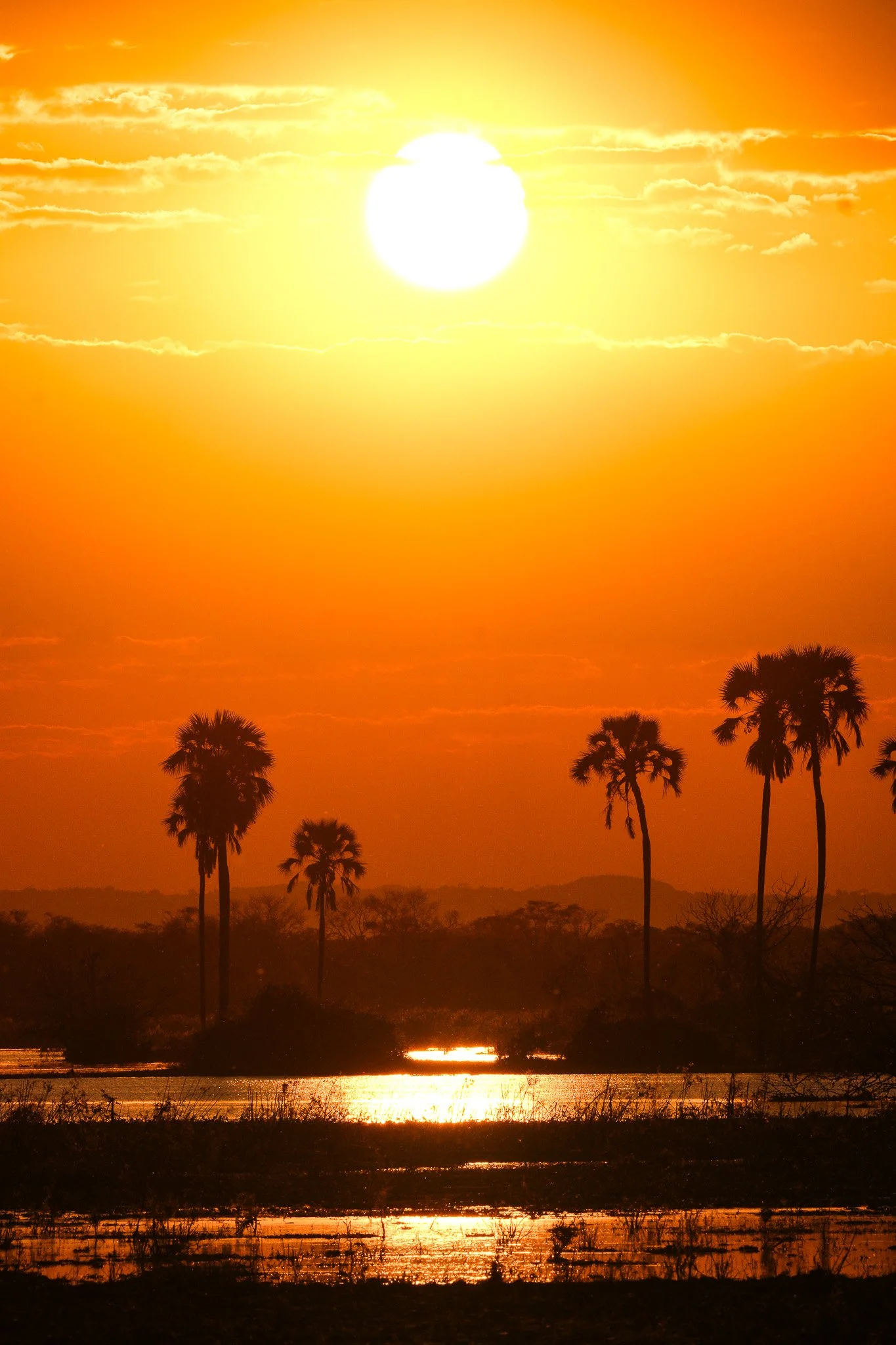 A sunset over a landscape with palm trees, reflecting off a body of water, with an orange sky and a bright sun in Liwonder National Park, Malawi.