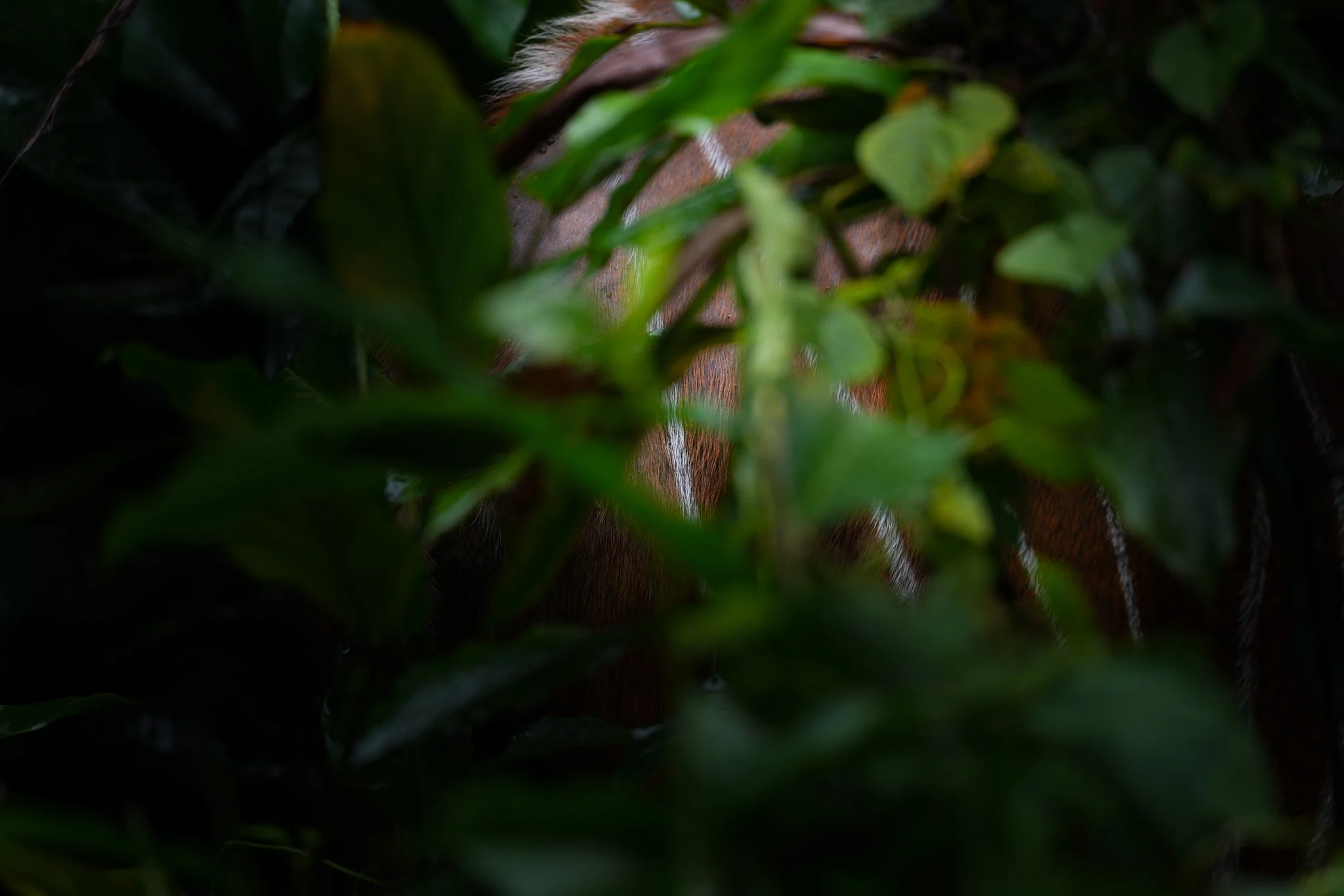 DSC06290.jpg