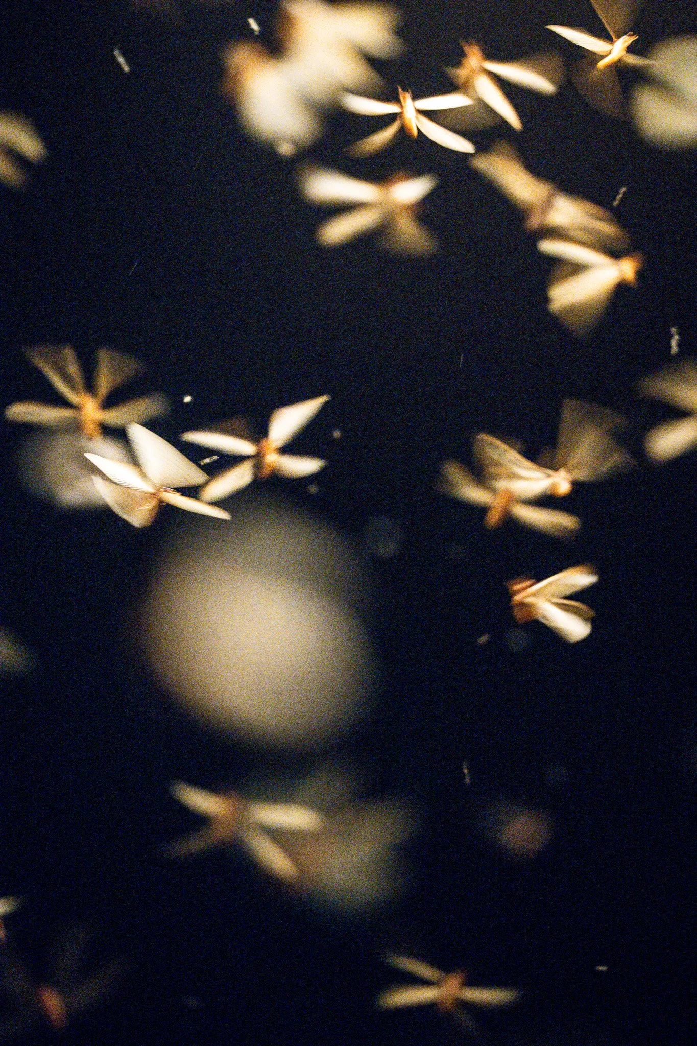 Close-up of winged termites who swarm in their masses after the first rains in Luiwa Plains National Park, Zambia