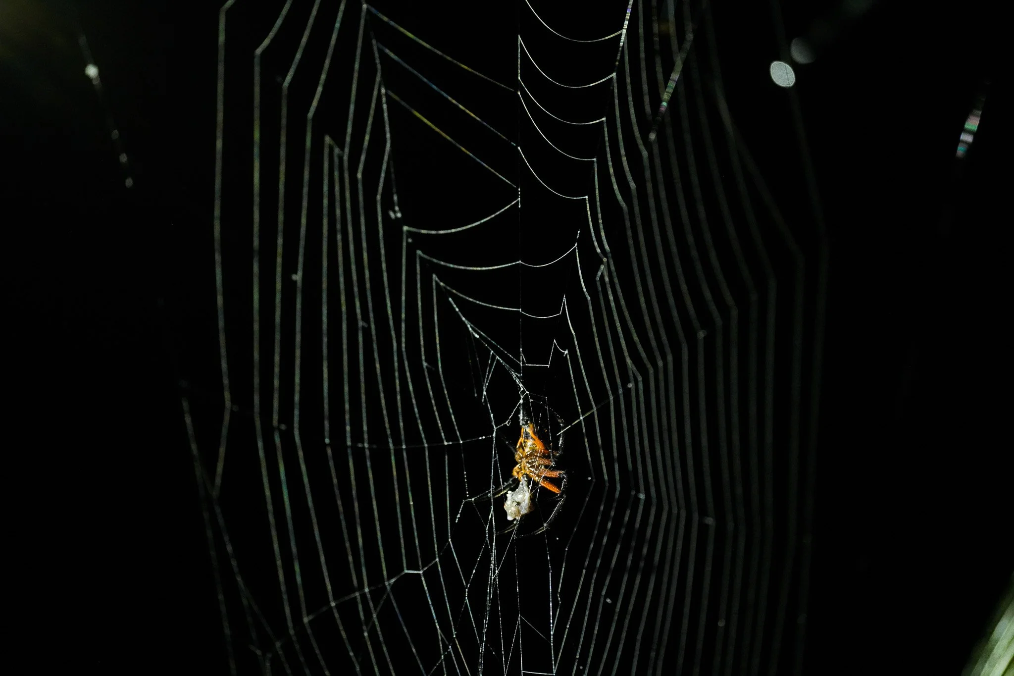 DSC08809.jpg