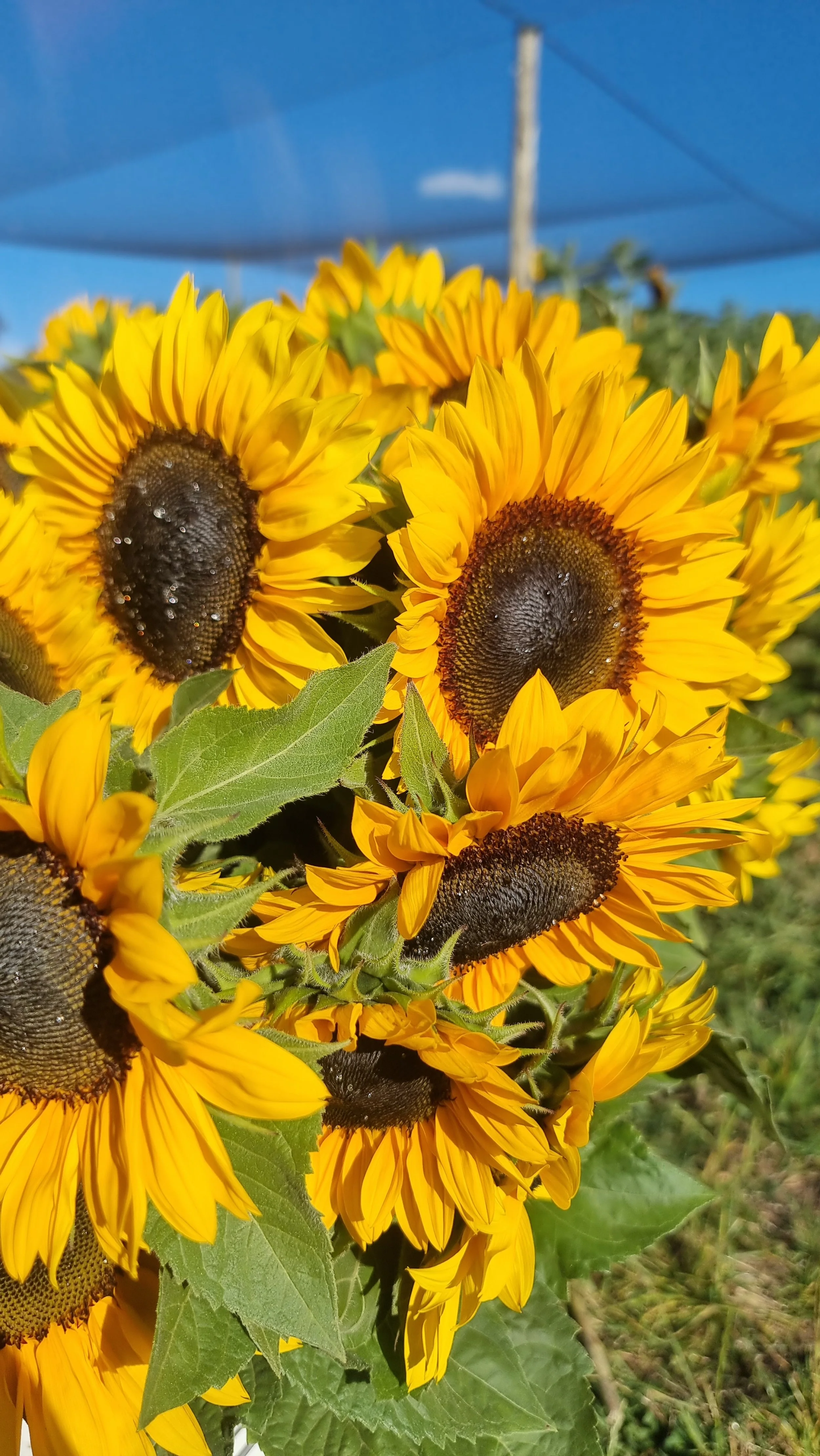 Close-up of a cluster of blooming sunflowers with yellow petals and dark brown centers, set against a background of blue sky and green landscape.