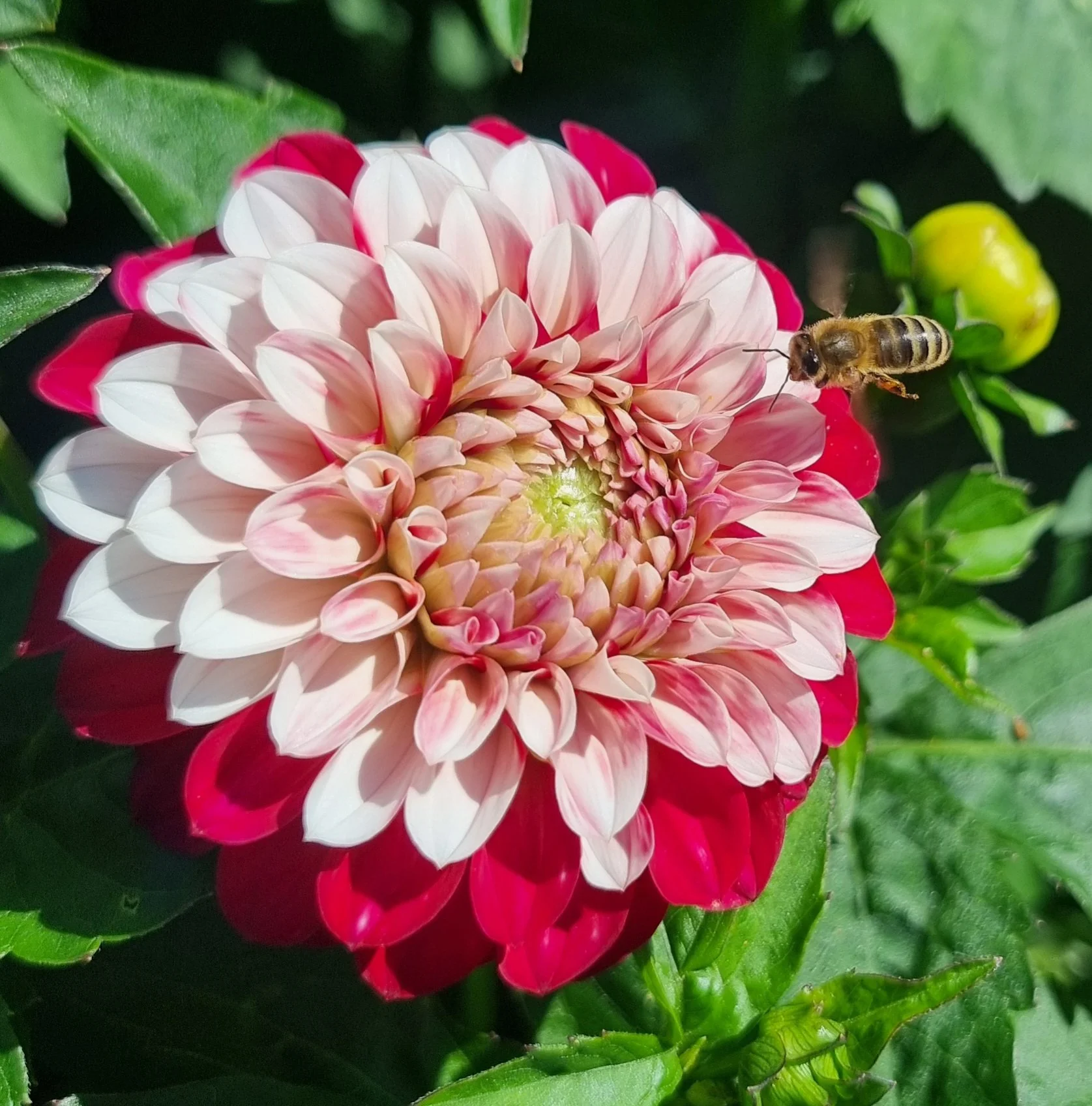 Christmas Cheer - Dahlia Tuber