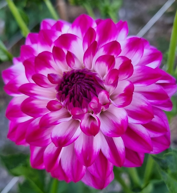 Formby Stacey - Dahlia Tuber