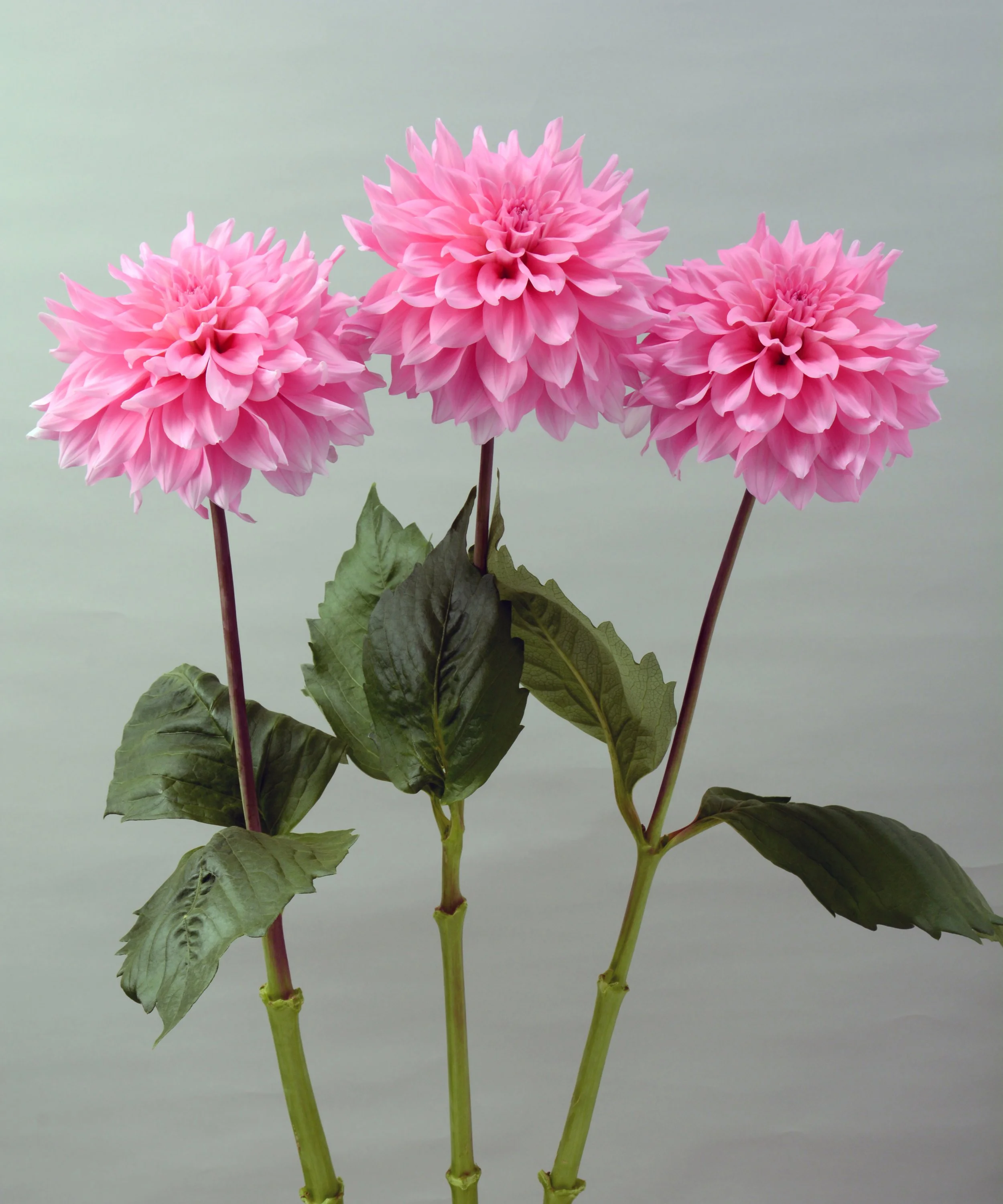 Pink Quartz - potted Dahlia