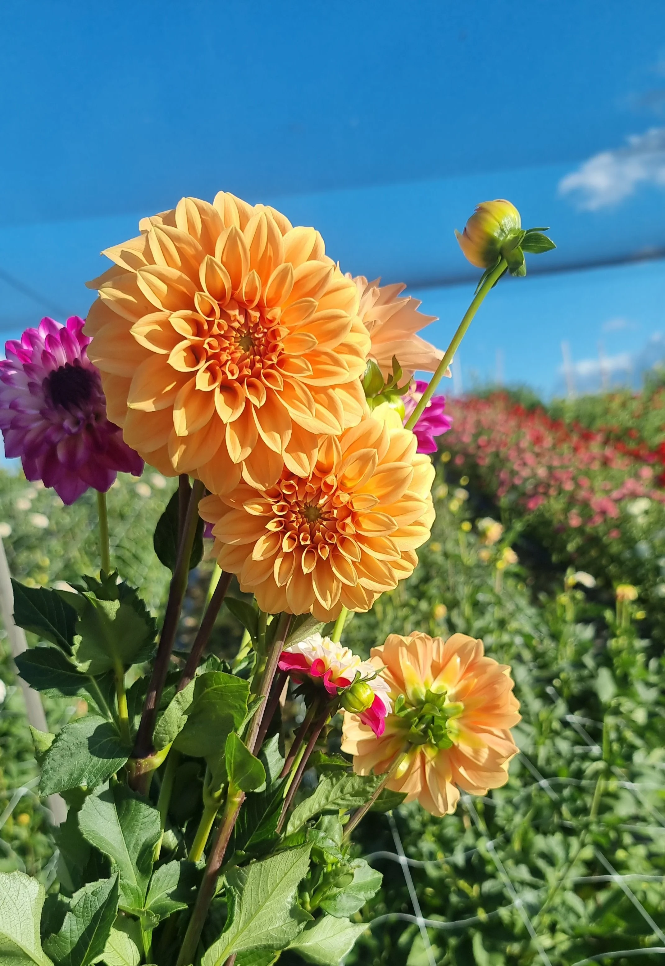 Dahlia Tubers Mystery Pack of 10