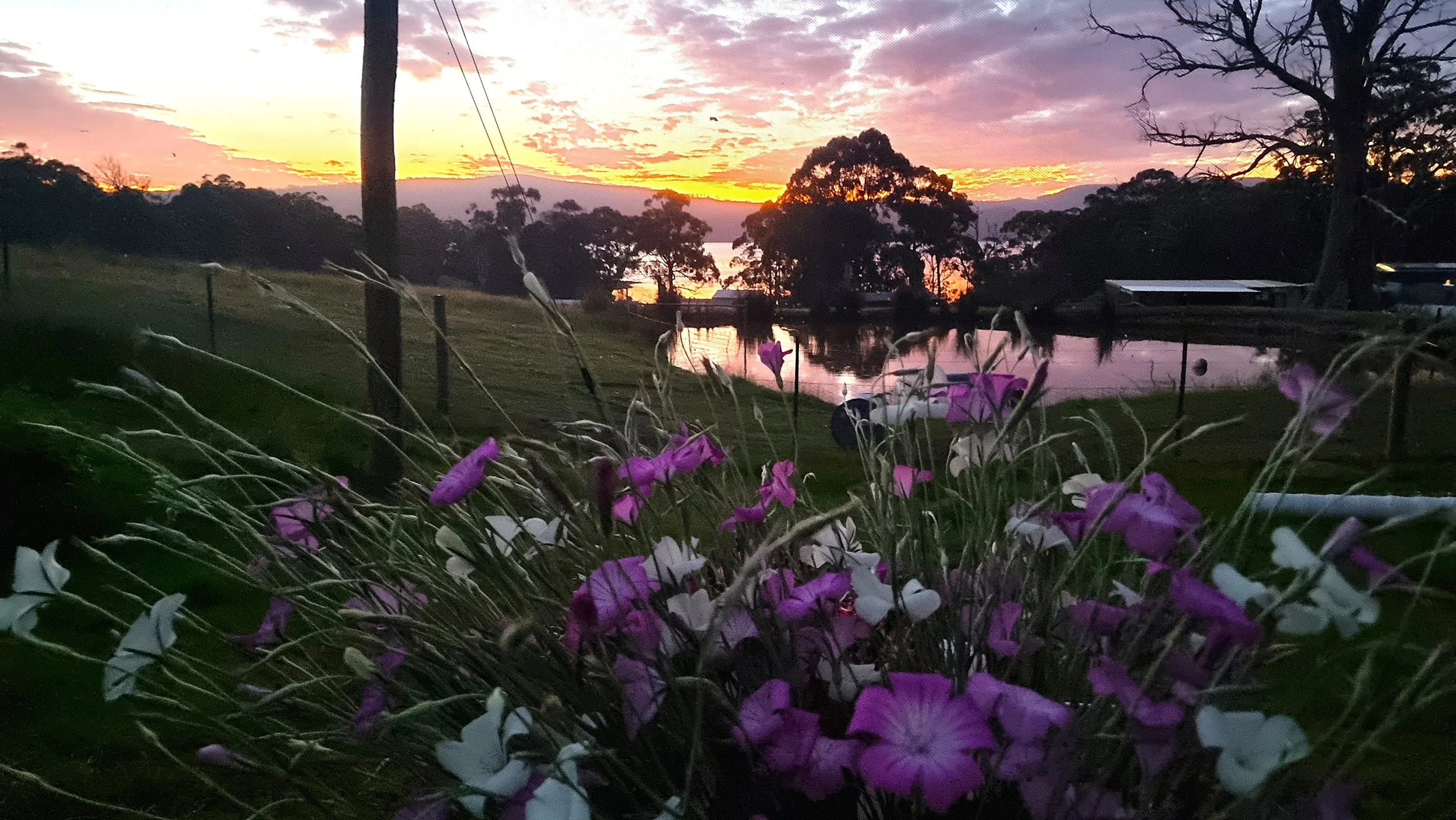 Flowers in the foreground with a sunset over a lake and trees in the background.