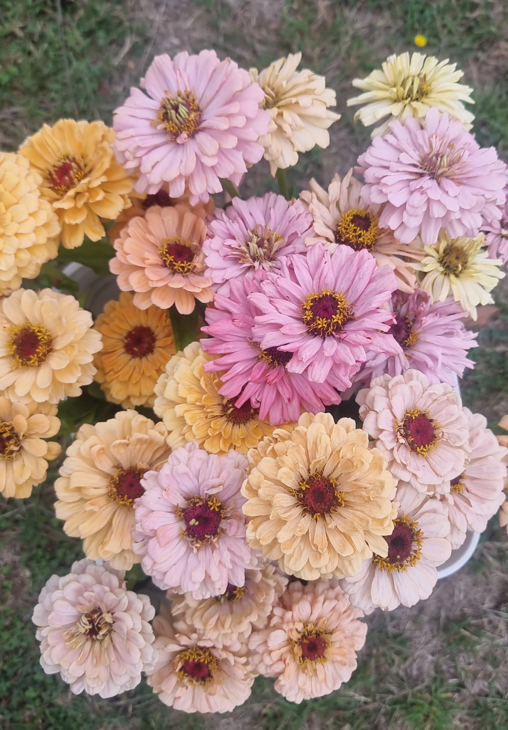 A basket of various colored zinnias with shades of pink, peach, and cream, set outdoors on grass.