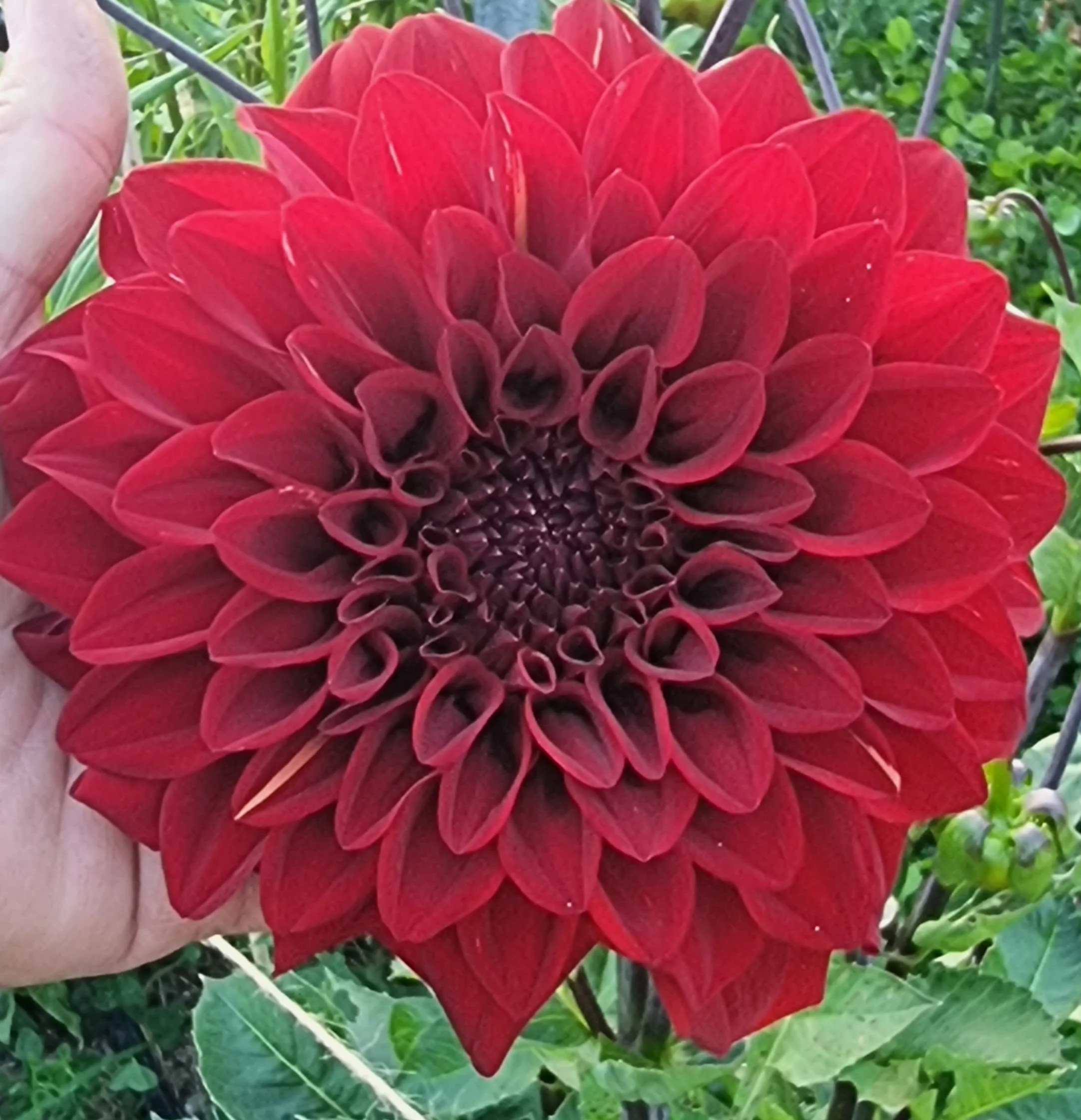 Ned Kelly - Dahlia Tuber