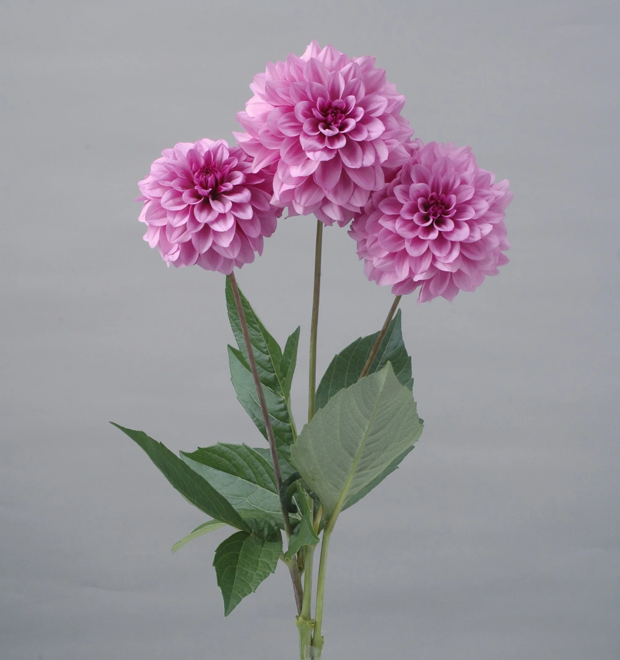 Moon Stone - potted Dahlia