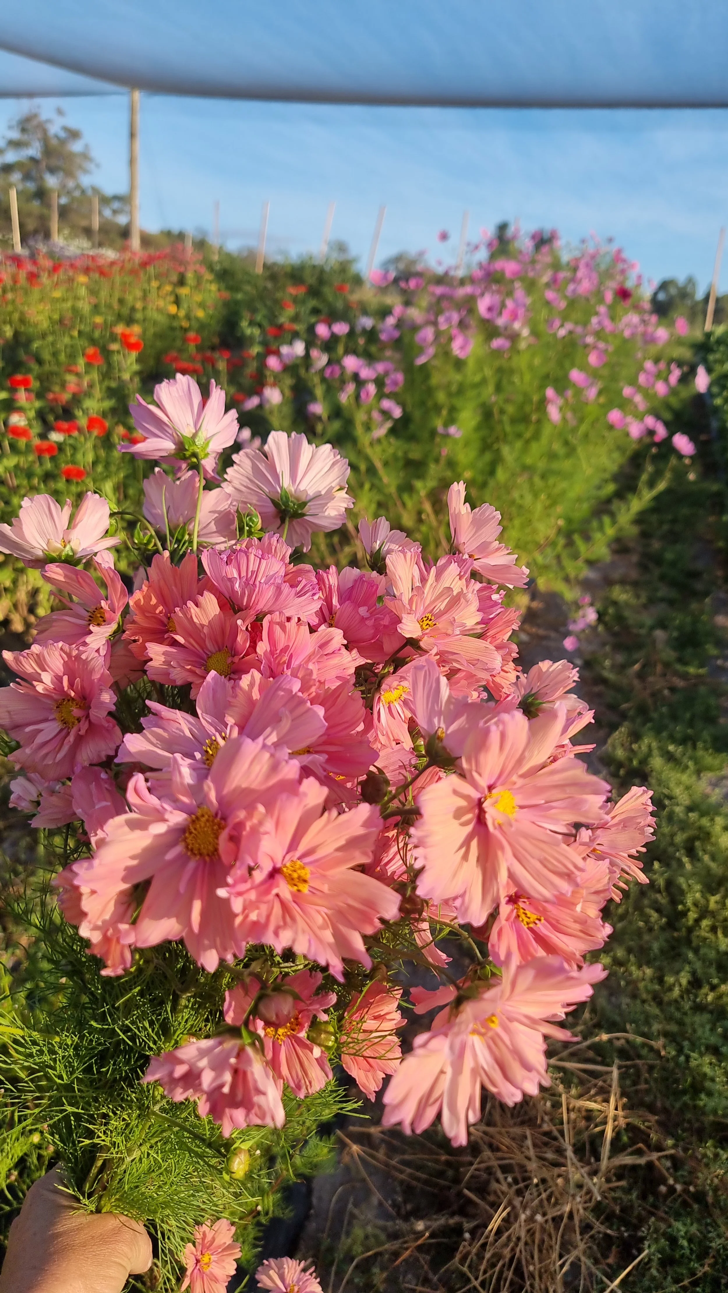 Close-up of pink cosmos flowers being held in a hand in a flower field on a sunny day.