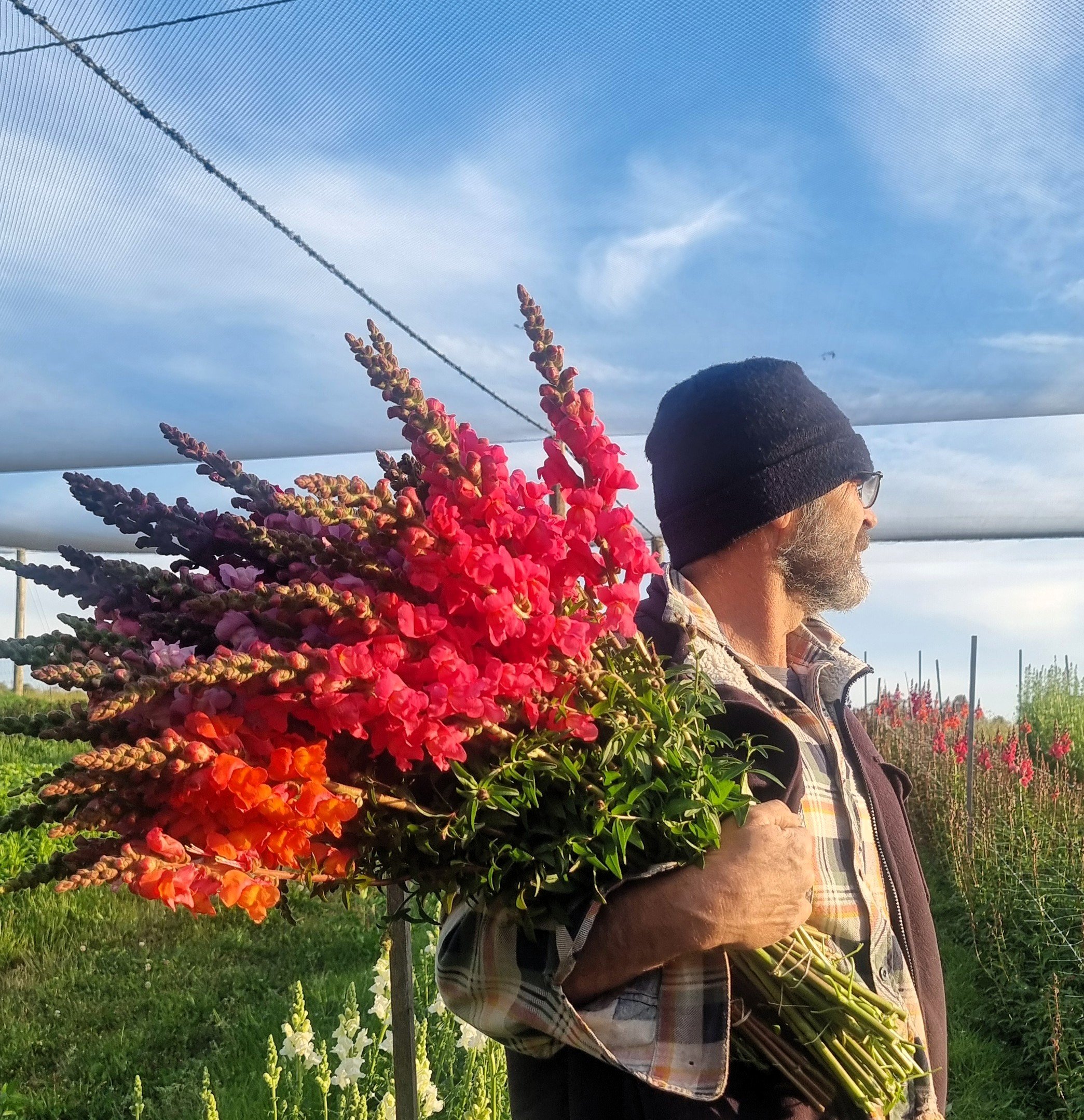 A man with a beard and glasses wearing a black beanie, holding a large bouquet of pink, purple, and orange flowers, standing in a sunny outdoor garden with green grass and rows of flowering plants in the background.